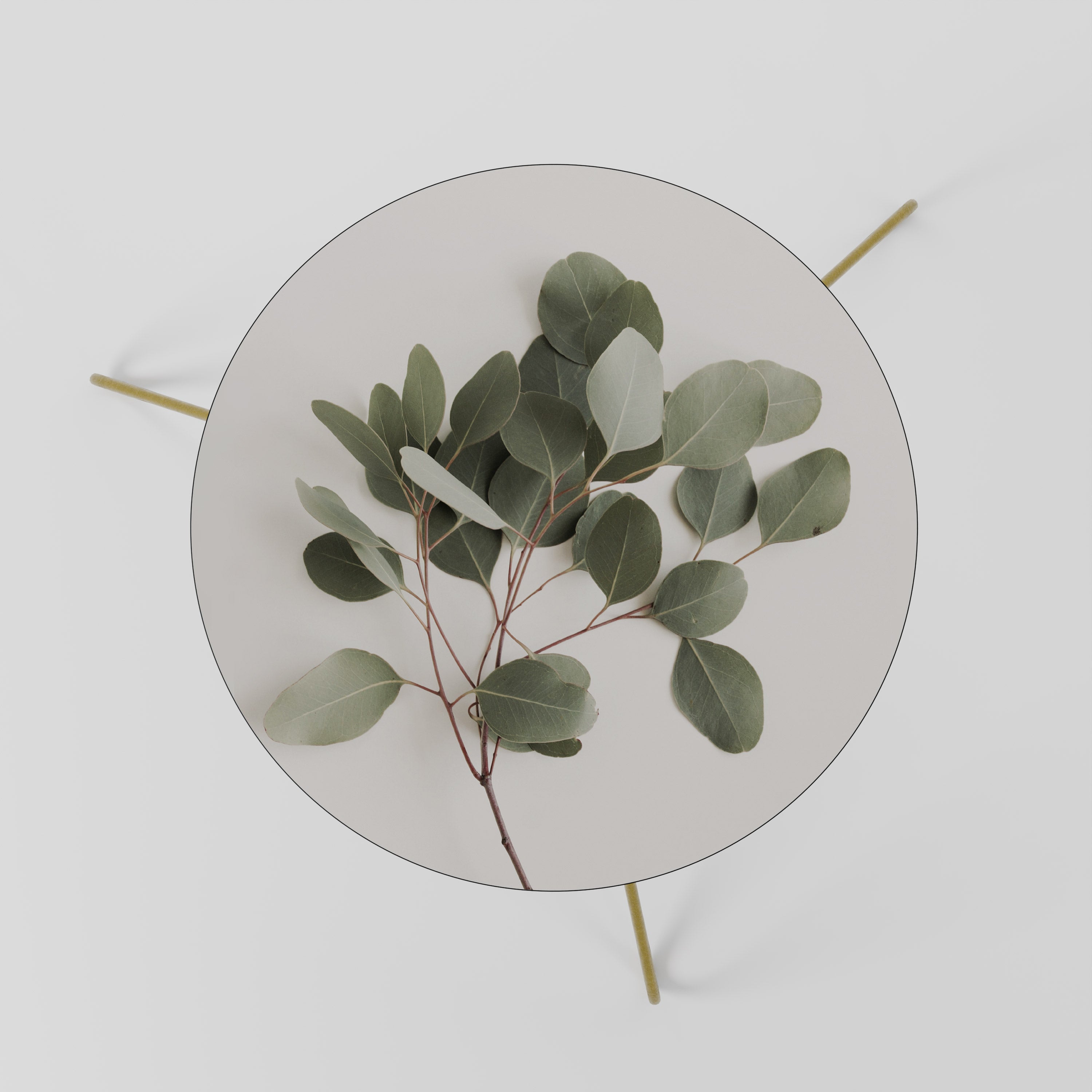 EUCALYPTUS BRANCH Couchtisch 60