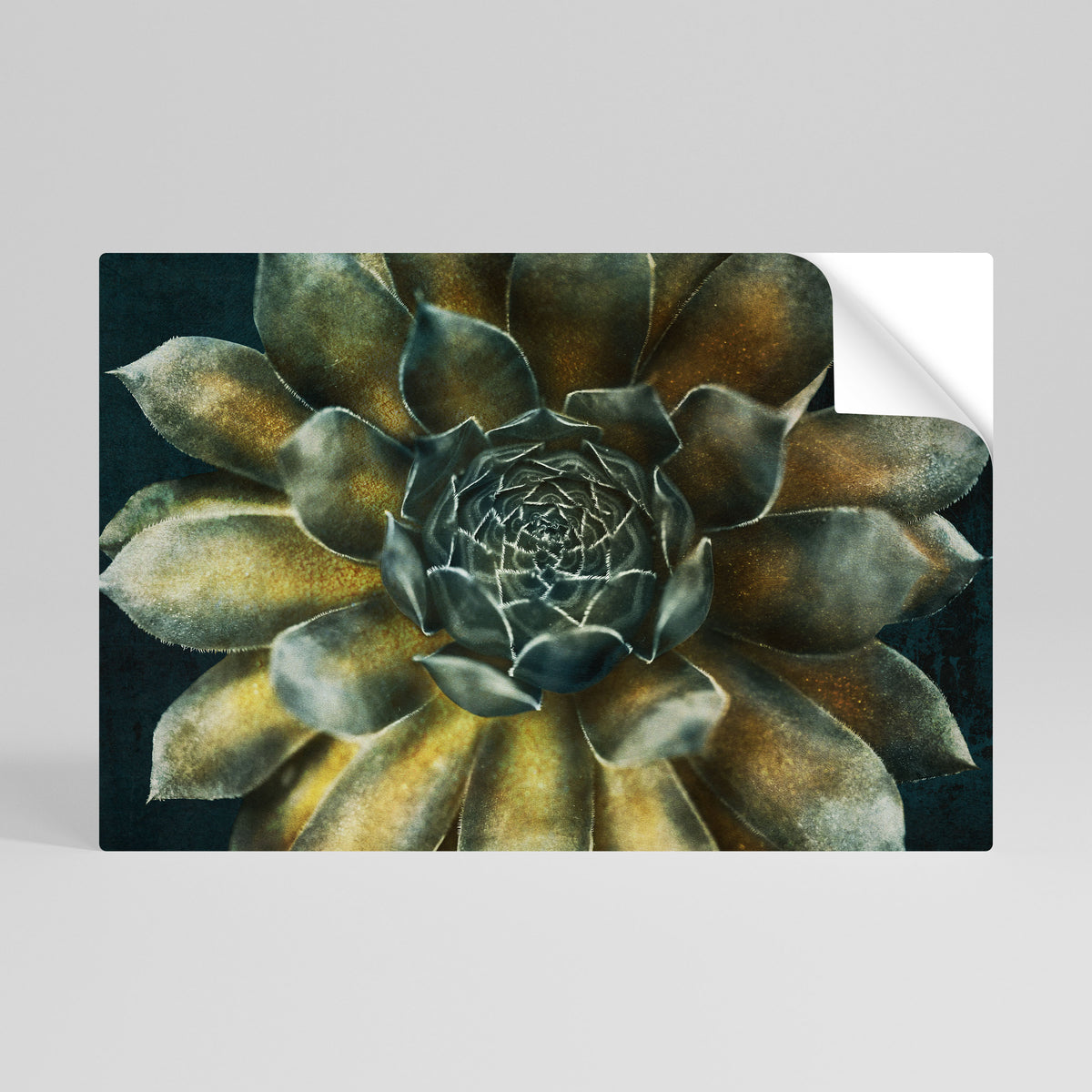 MYSTICAL SUCCULENT WHIRL Selbstklebendes Horizontal-Poster