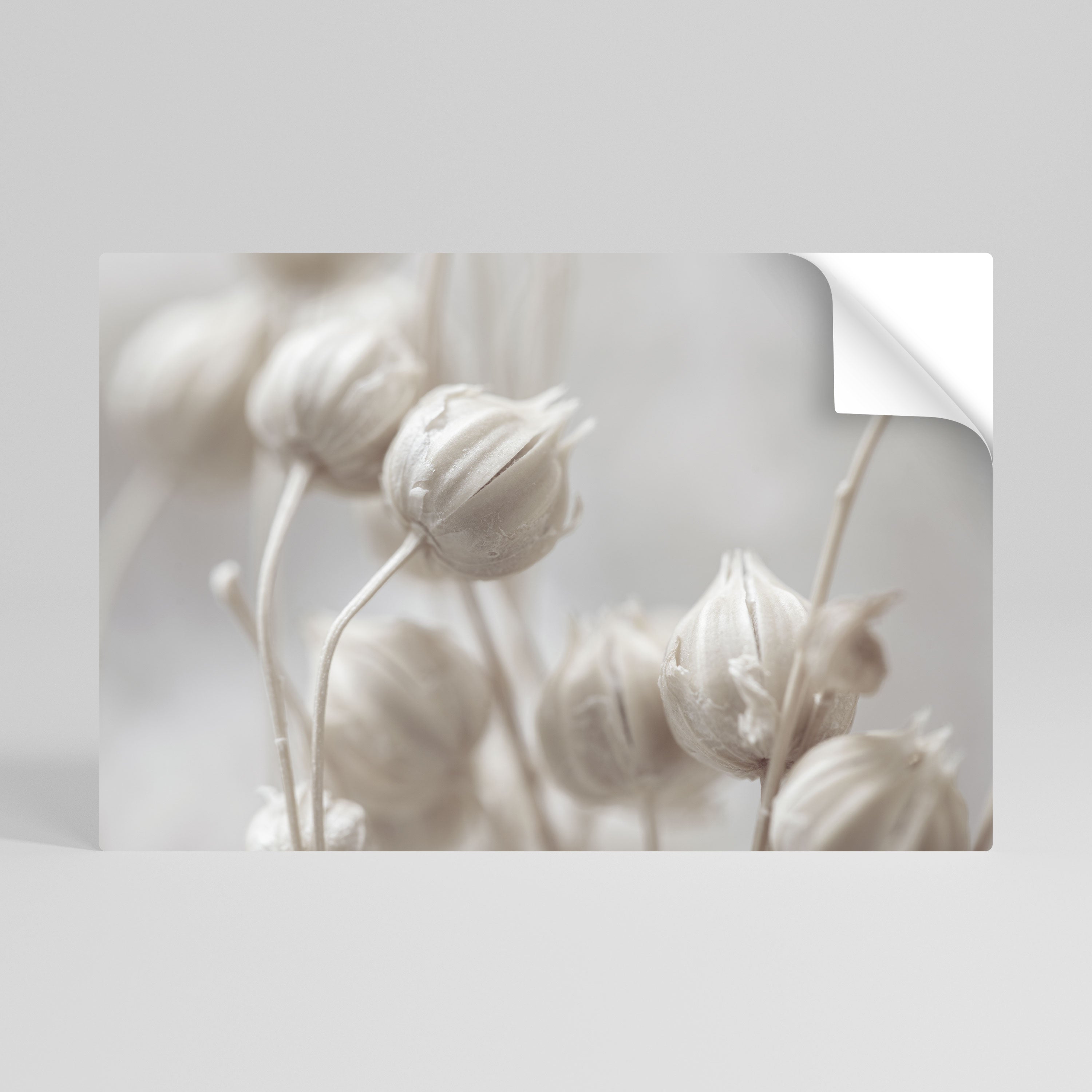MYSTICAL BOTANICAL BLUSH Horizontales Poster zum Abziehen und Aufkleben