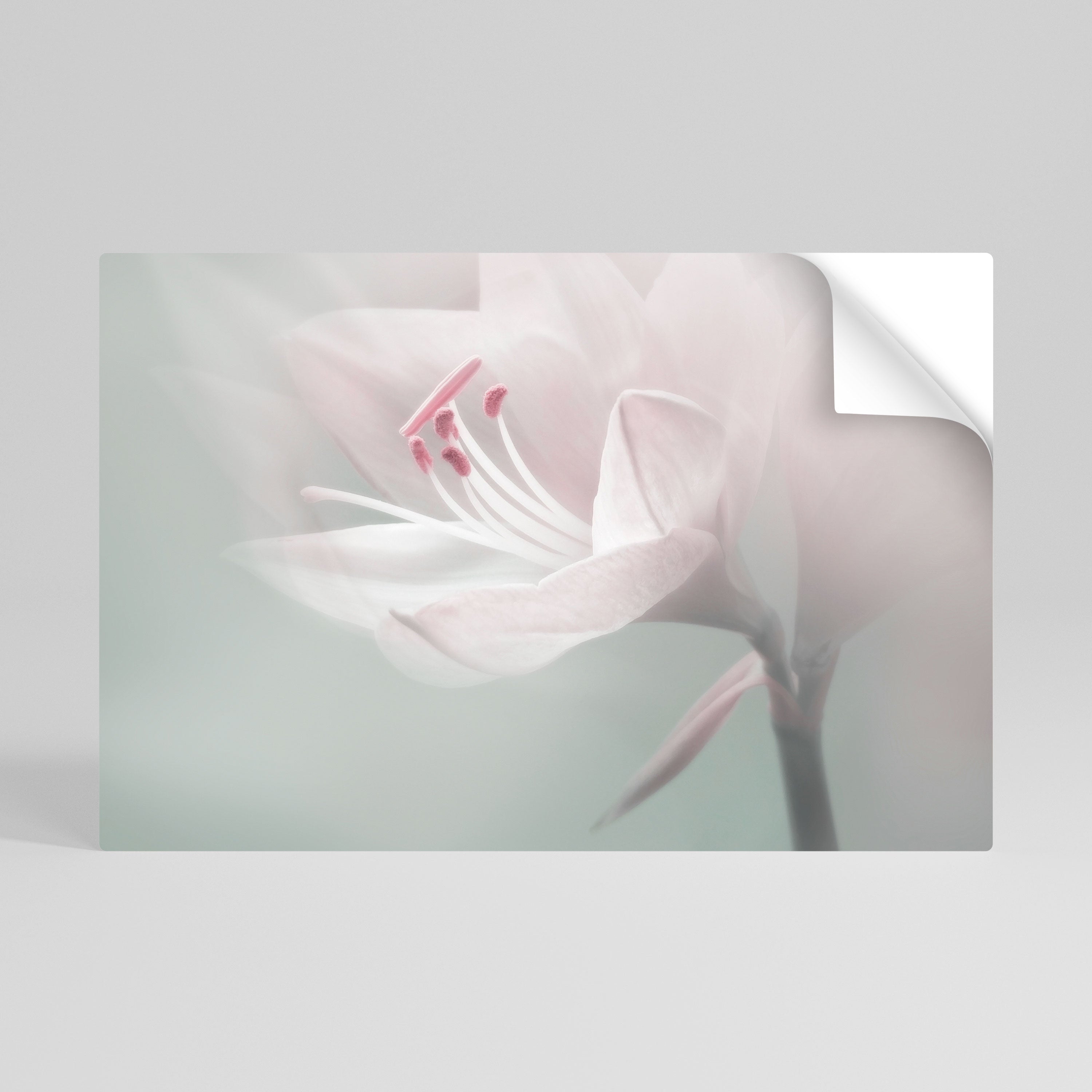 GENTLE LILY Horizontales Poster zum Abziehen und Aufkleben