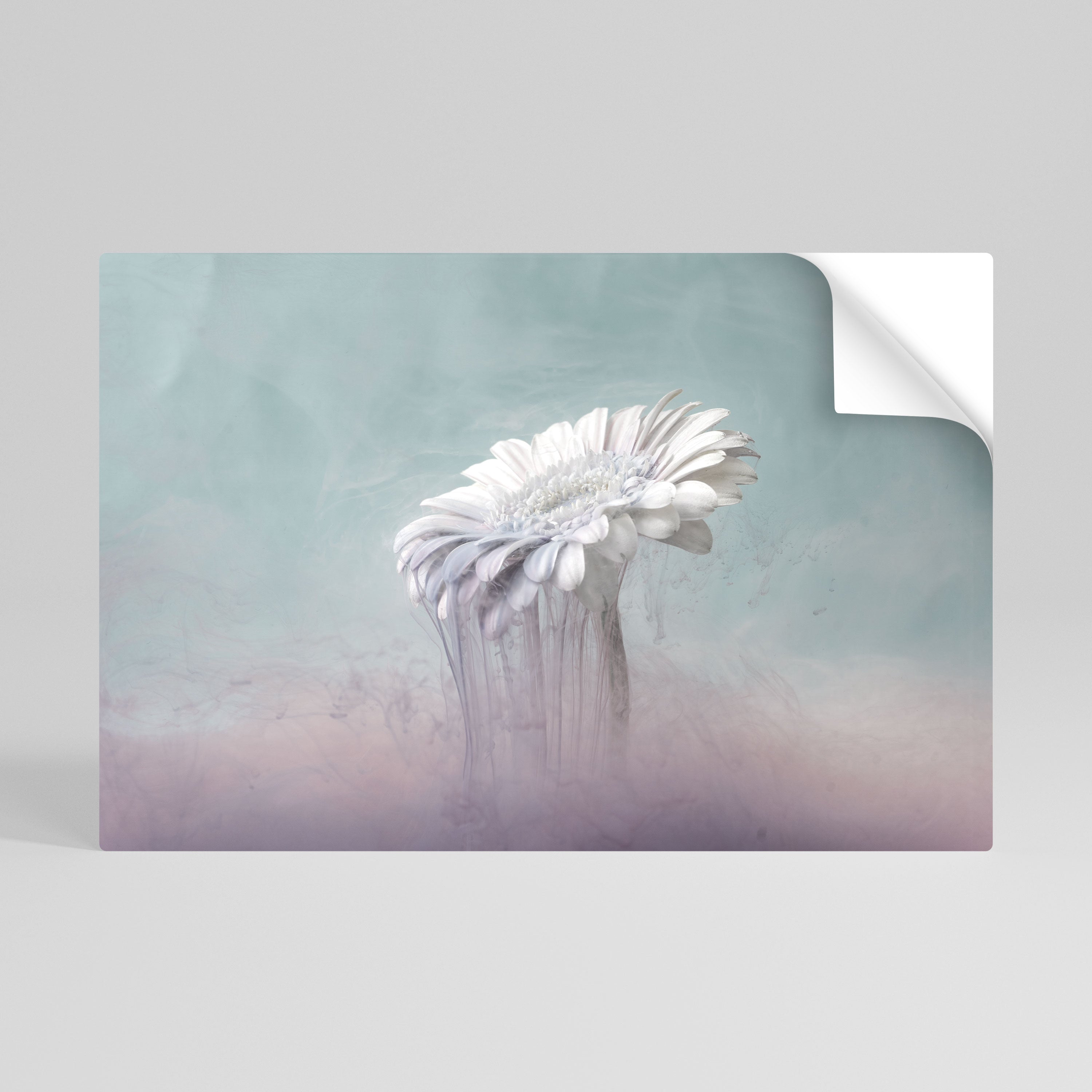 MELTING GERBERA Horizontales Poster zum Abziehen und Aufkleben