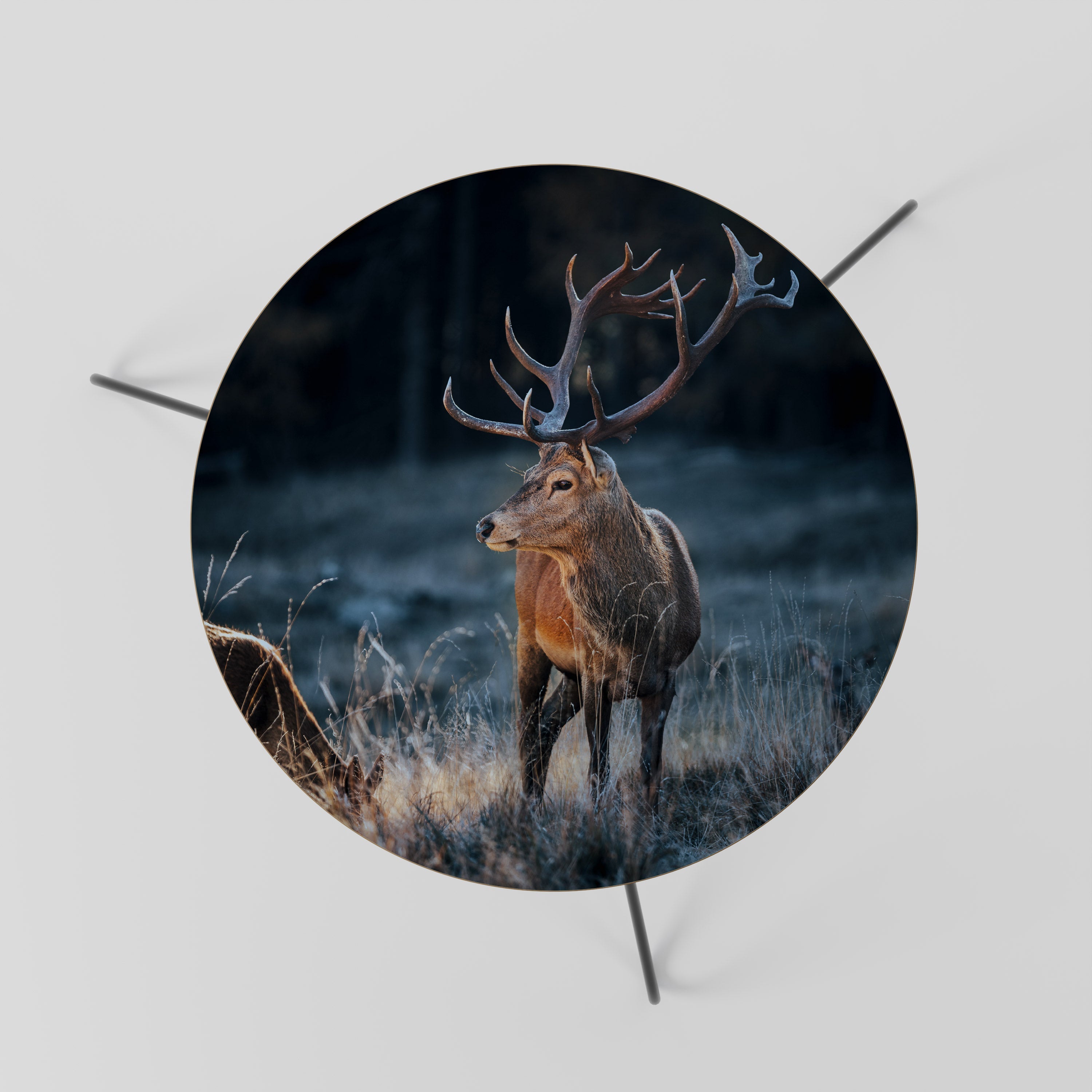 ANTLERED REGALITY Coffee Table 60