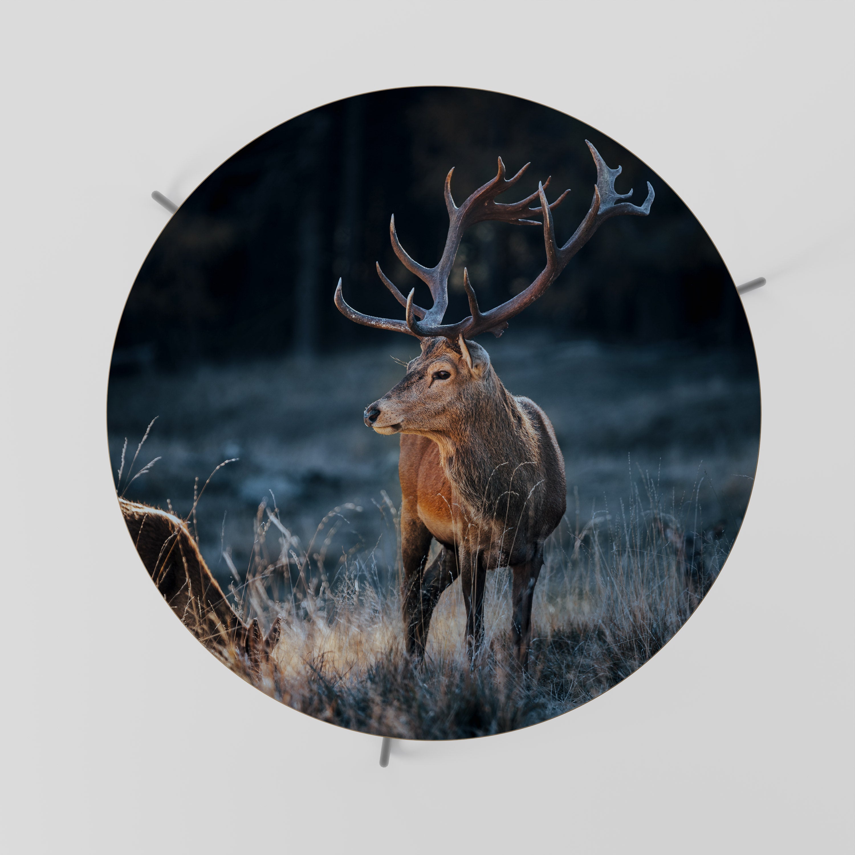 ANTLERED REGALITY Coffee Table 69