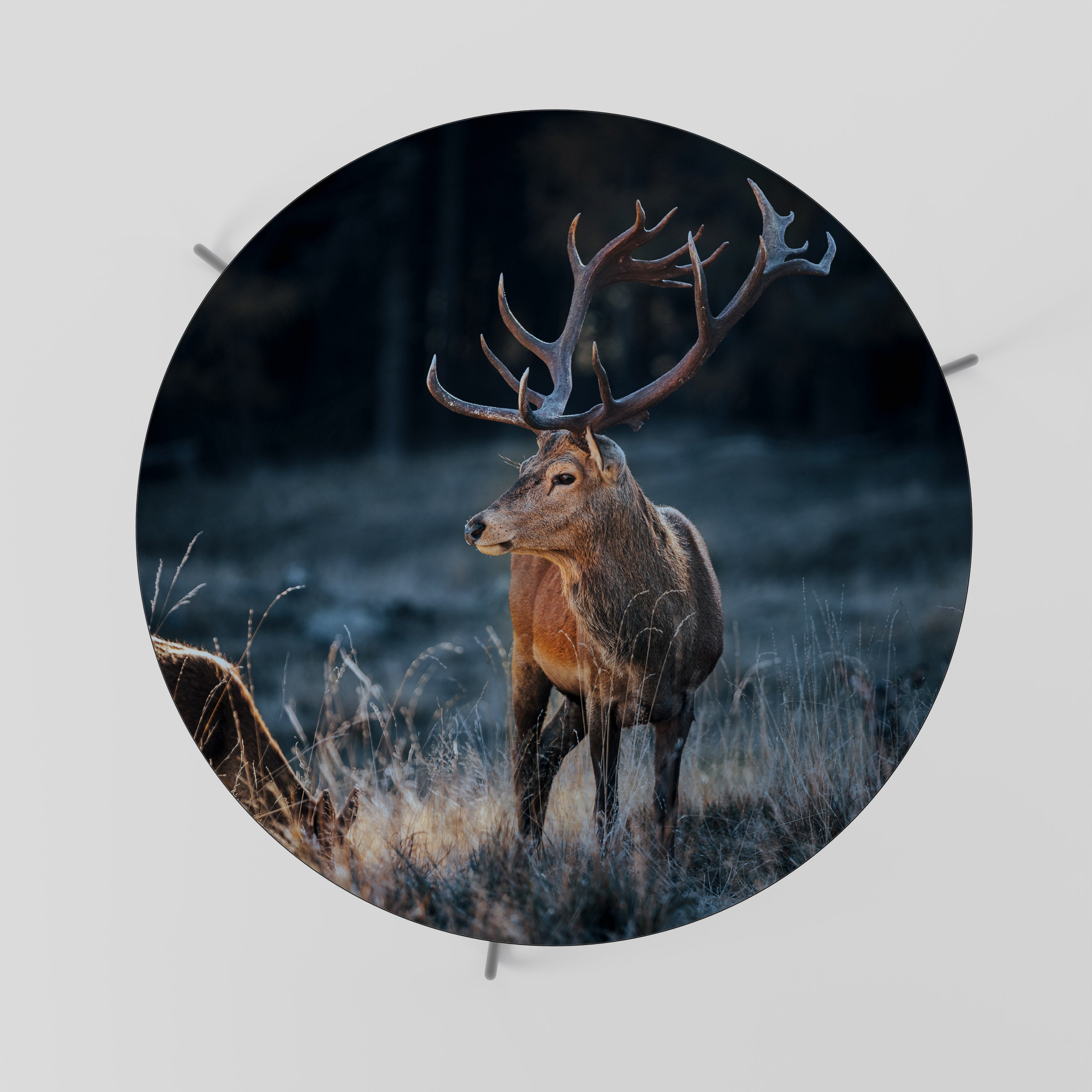 ANTLERED REGALITY Coffee Table 69