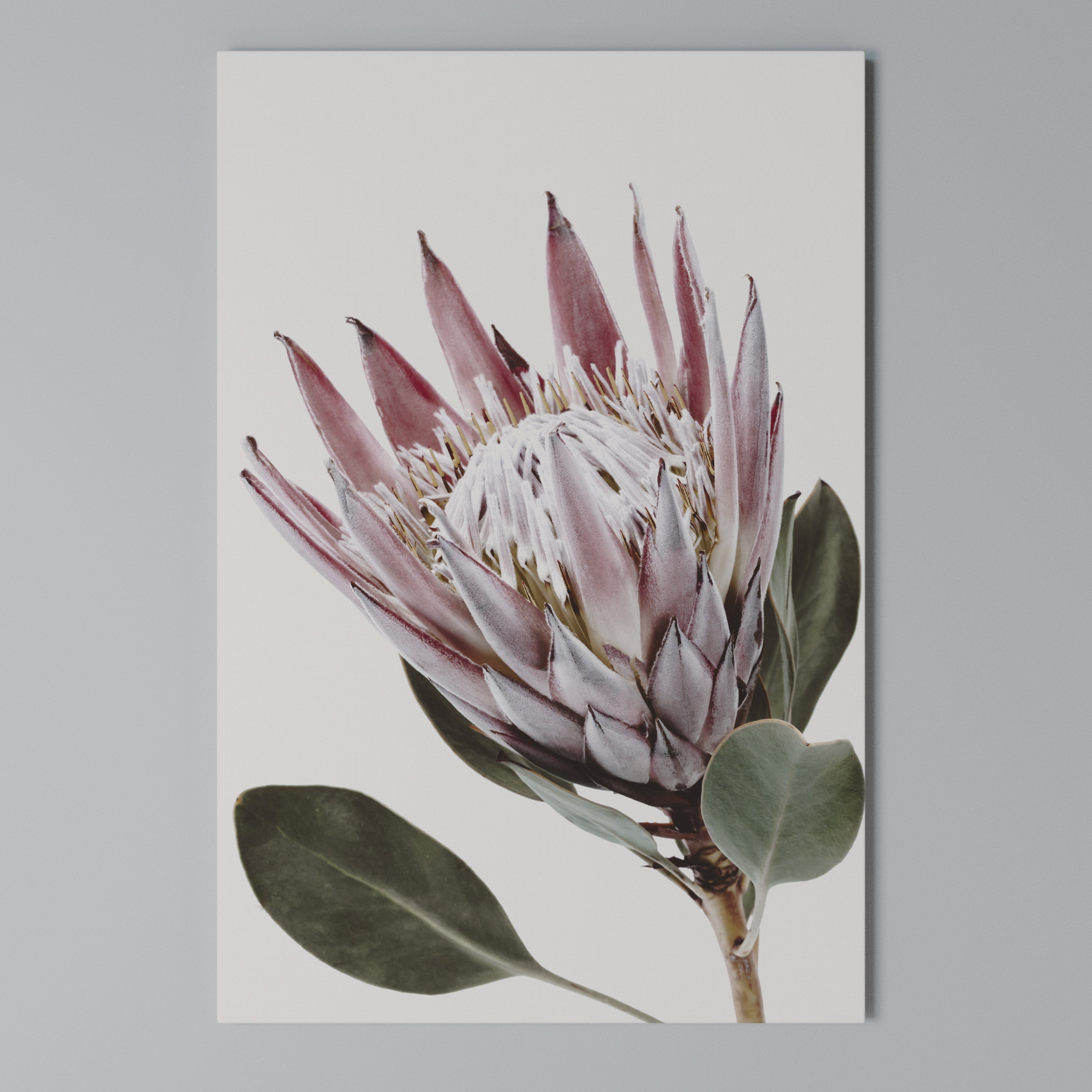 PROTEA FLOWER Vertical Canvas Print