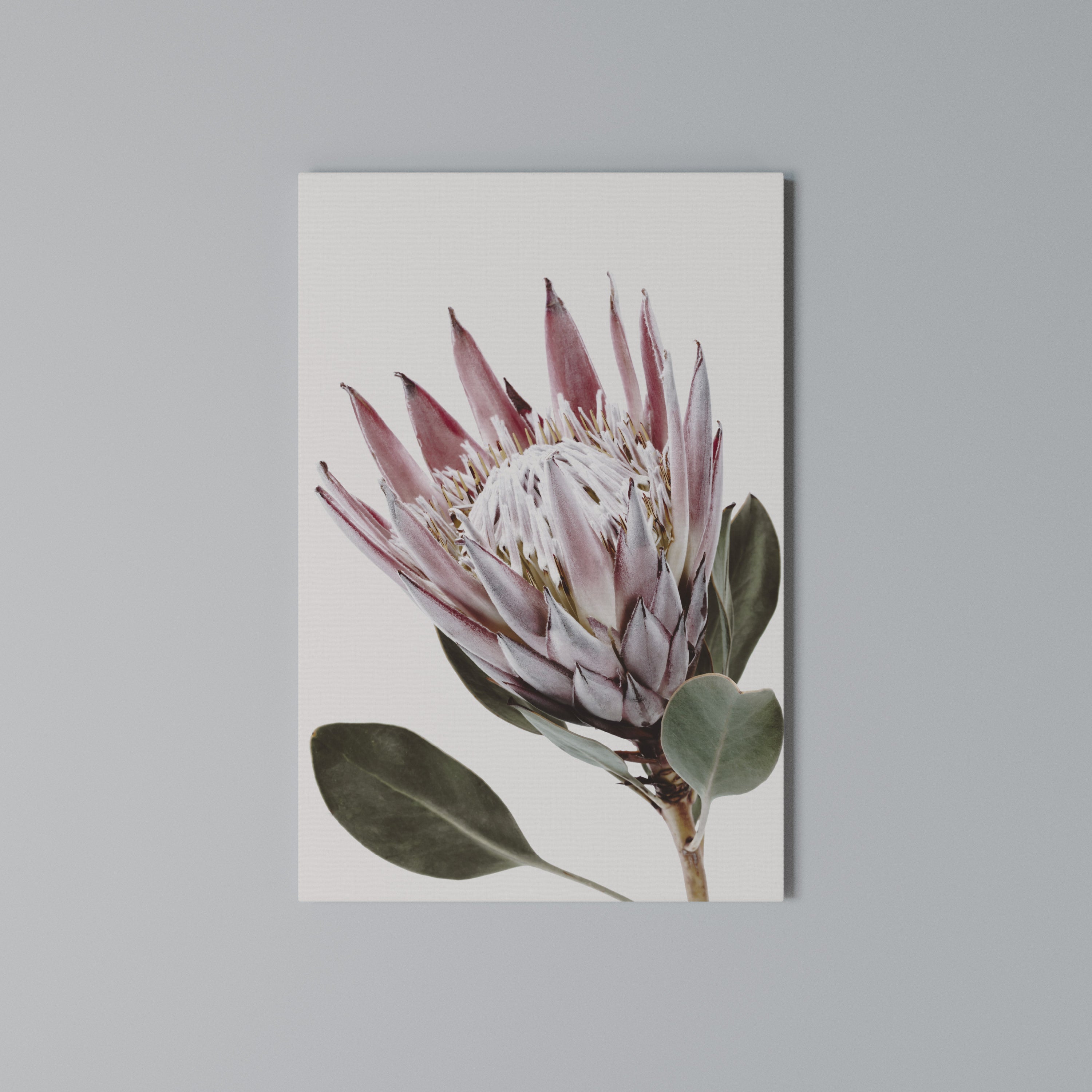 PROTEA FLOWER Vertical Canvas Print