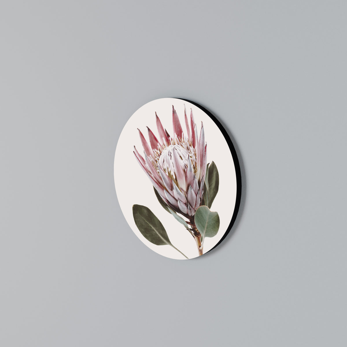 PROTEA FLOWER Rundes Wandbild