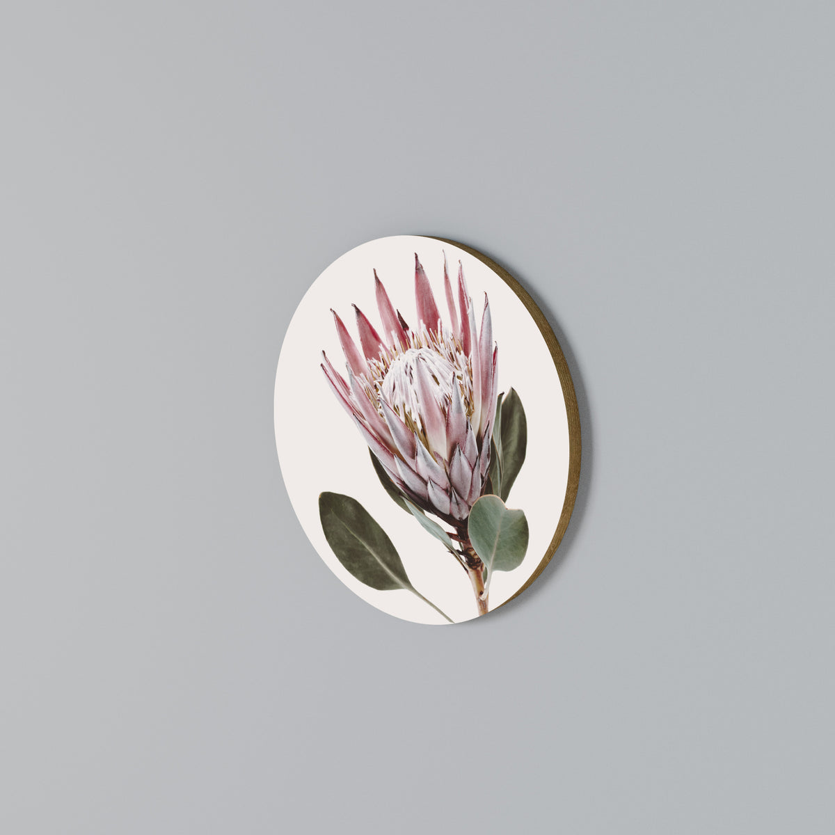 PROTEA FLOWER Rundes Wandbild