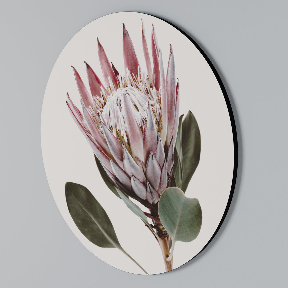 PROTEA FLOWER Rundes Wandbild