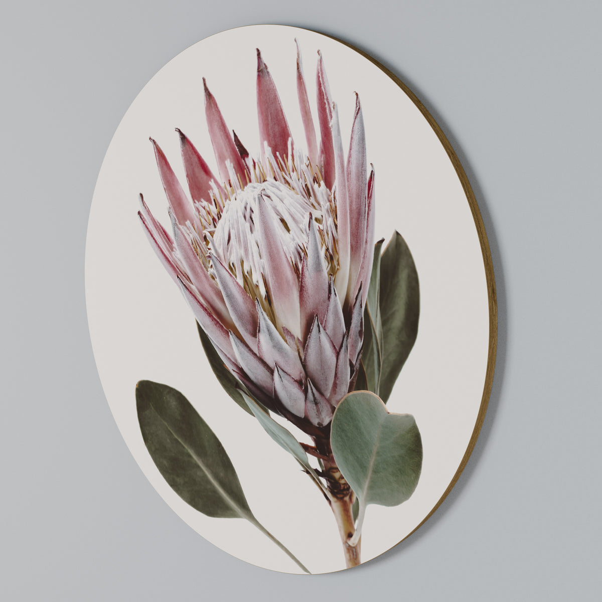 PROTEA FLOWER Rundes Wandbild