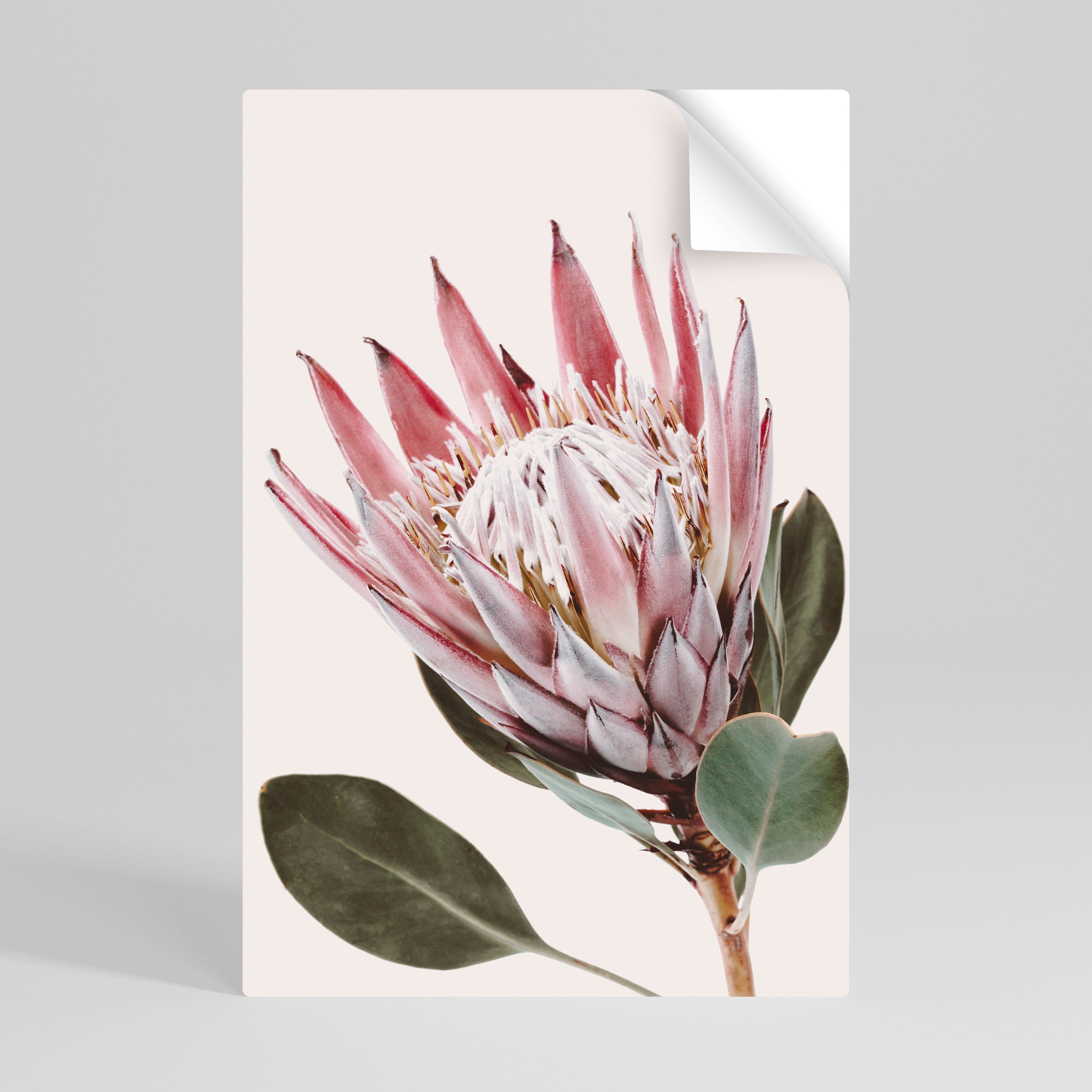 PROTEA FLOWER Vertikales Poster zum Abziehen und Aufkleben