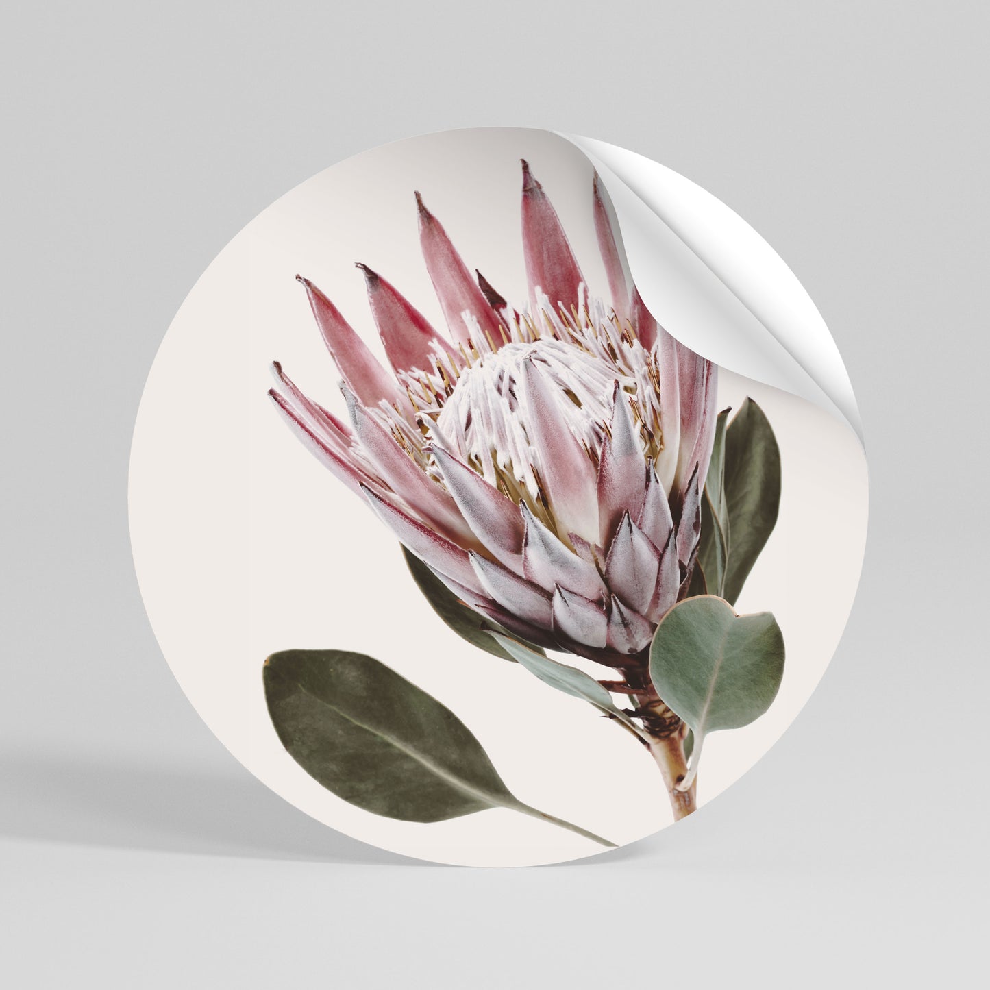 PROTEA FLOWER Runder Wandsticker zum Abziehen und Aufkleben