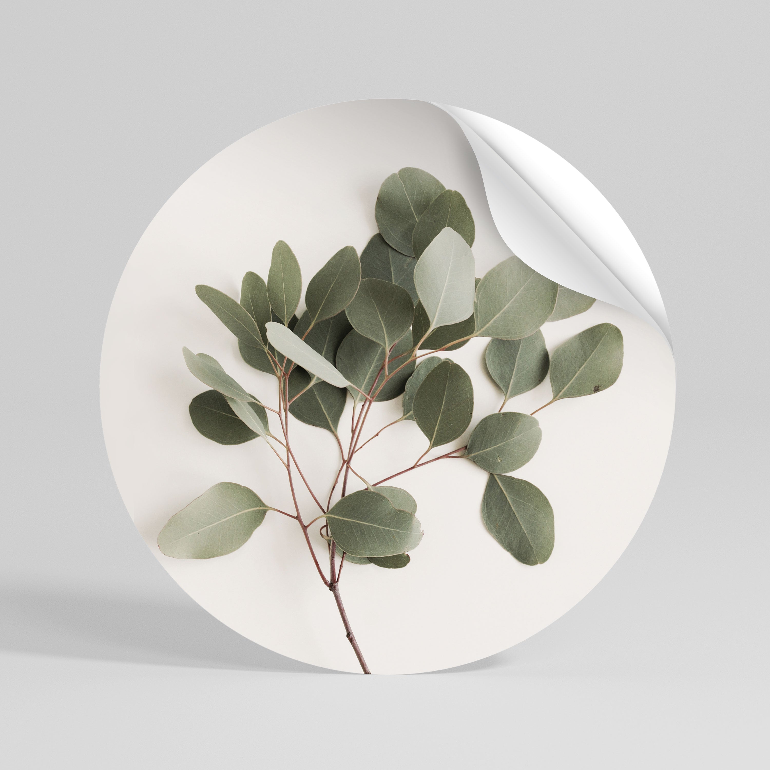 EUCALYPTUS BRANCH Peel and Stick Round Sticker