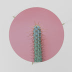 MISTER CACTUS Couchtisch Ø 69 cm