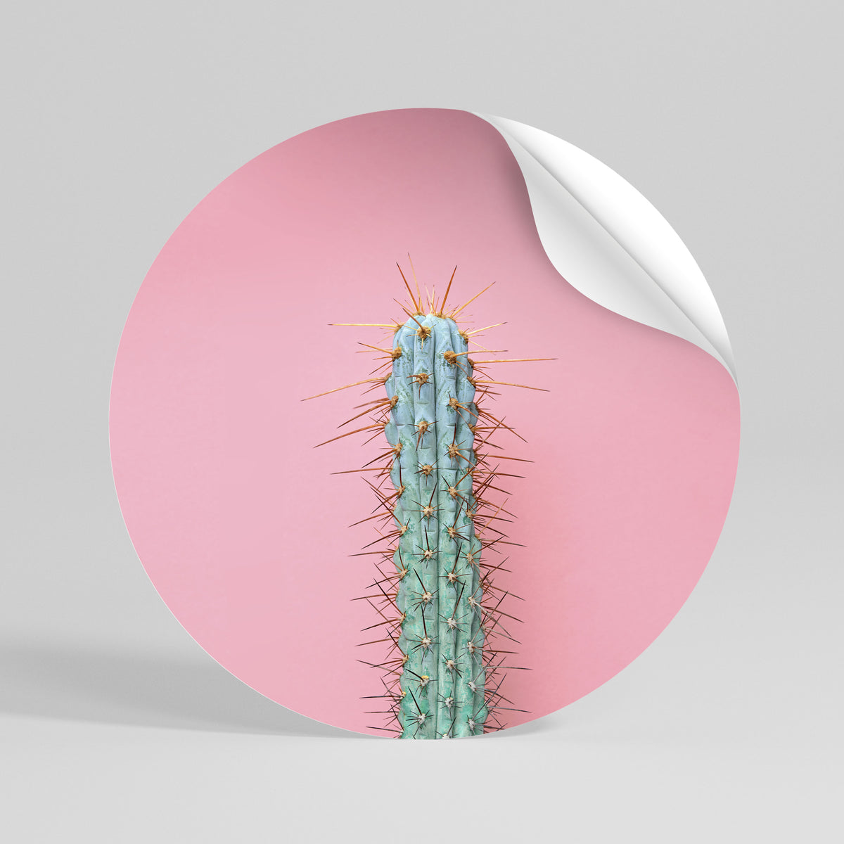 MISTER CACTUS Runder Wandsticker zum Abziehen und Aufkleben