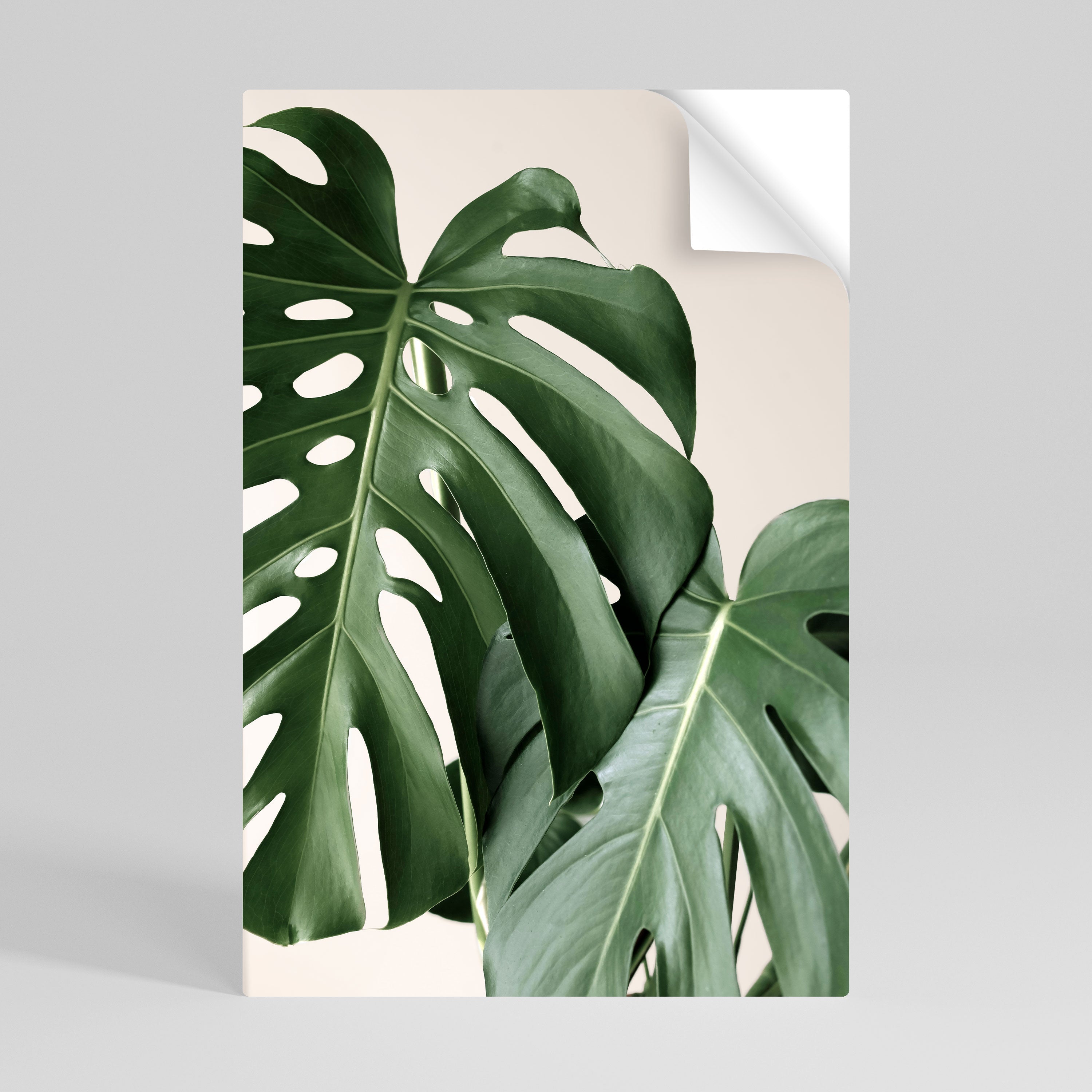 MONSTERA ACCURACY Vertikales Poster zum Abziehen und Aufkleben