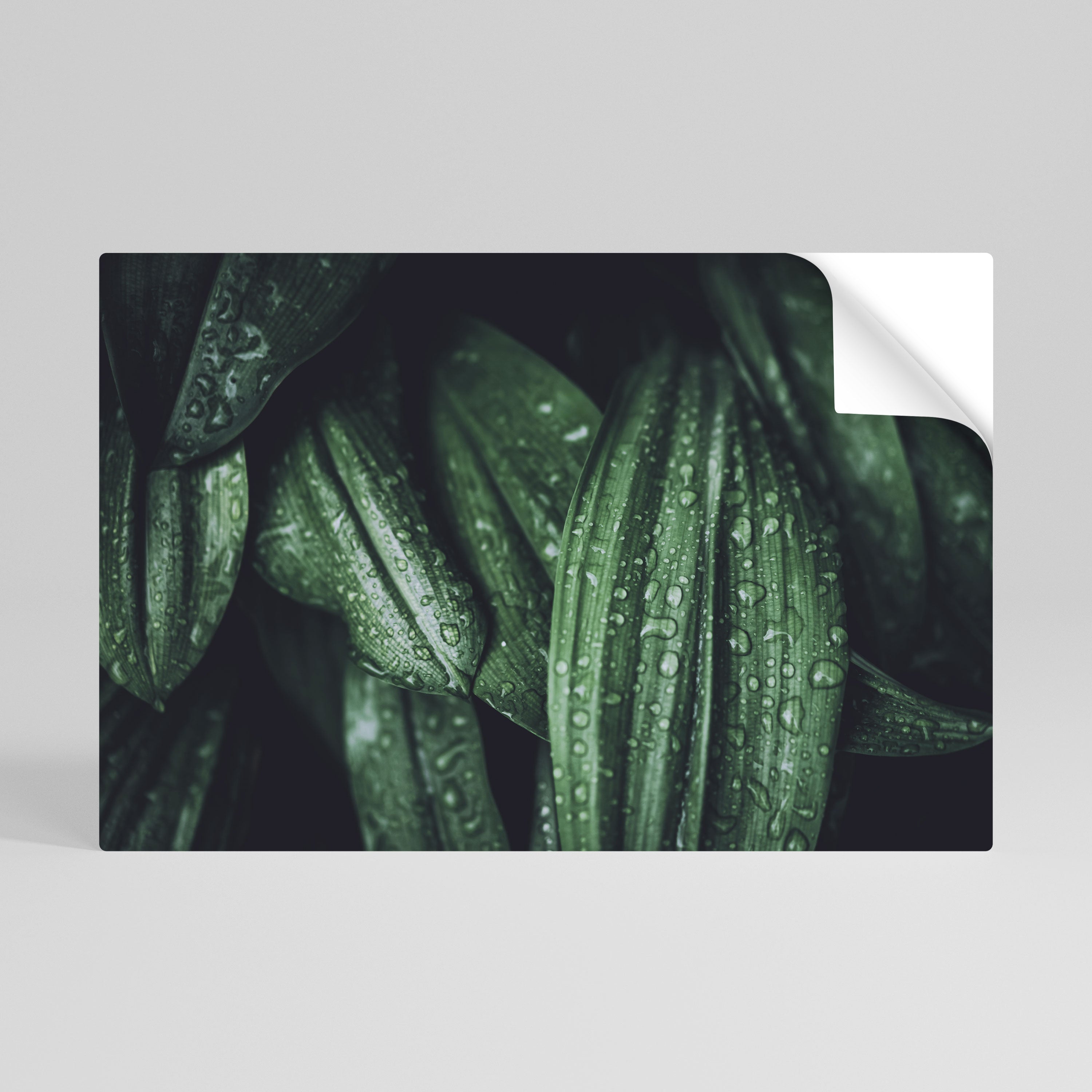 LUSH DROPLET DANCE Horizontales Poster zum Abziehen und Aufkleben