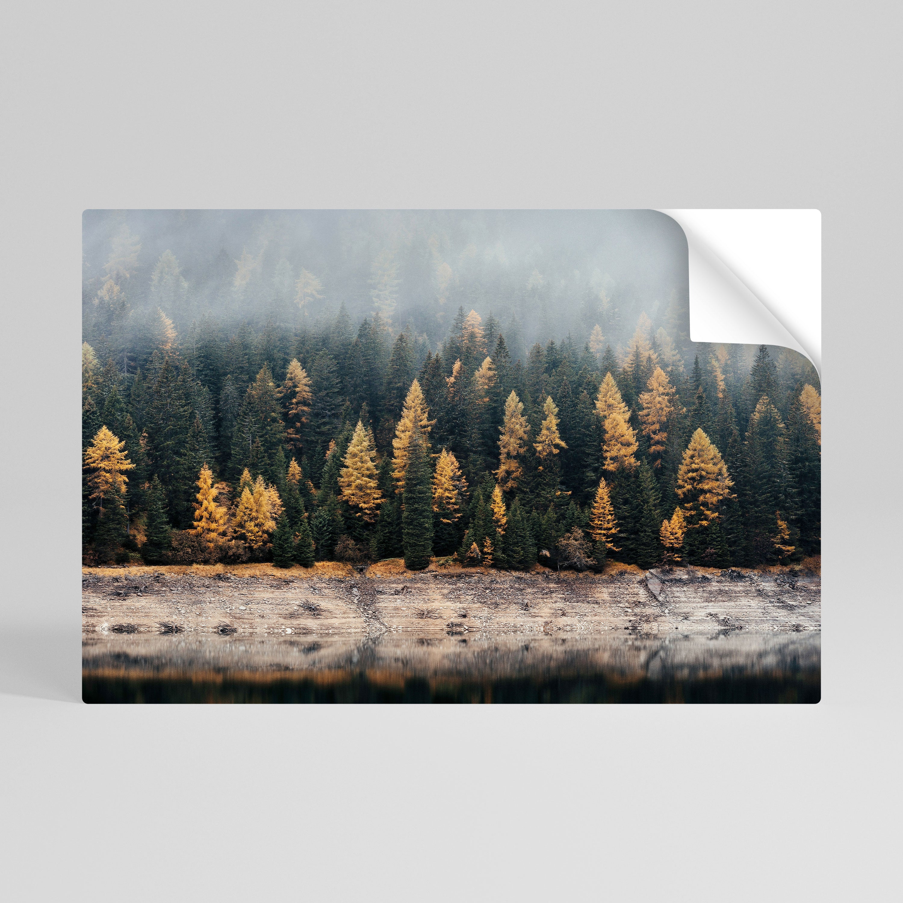 Goldene Bäume im Nebel, horizontales Poster zum Abziehen und Aufkleben