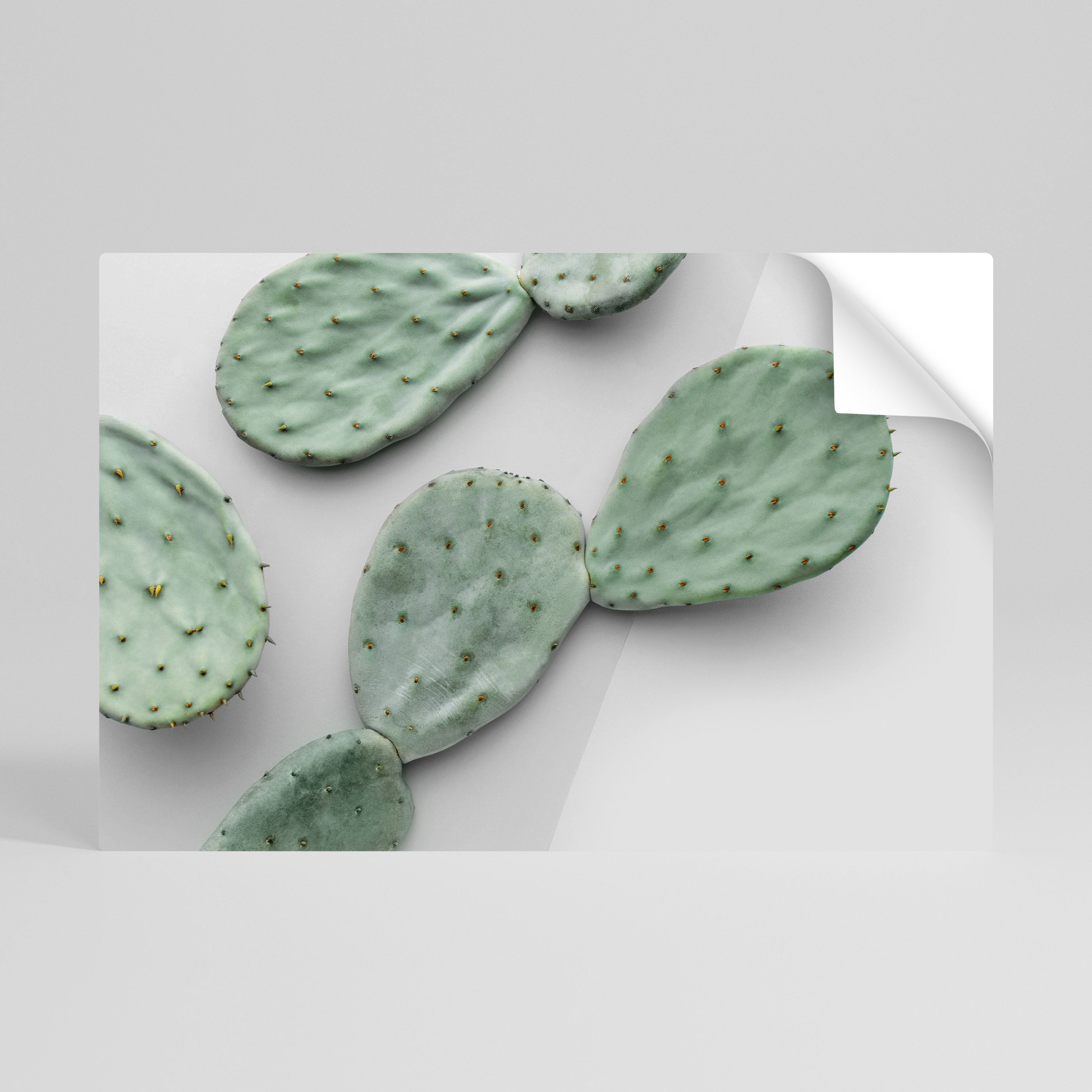 CACTUS DREAMSCAPE Horizontales Poster zum Abziehen und Aufkleben