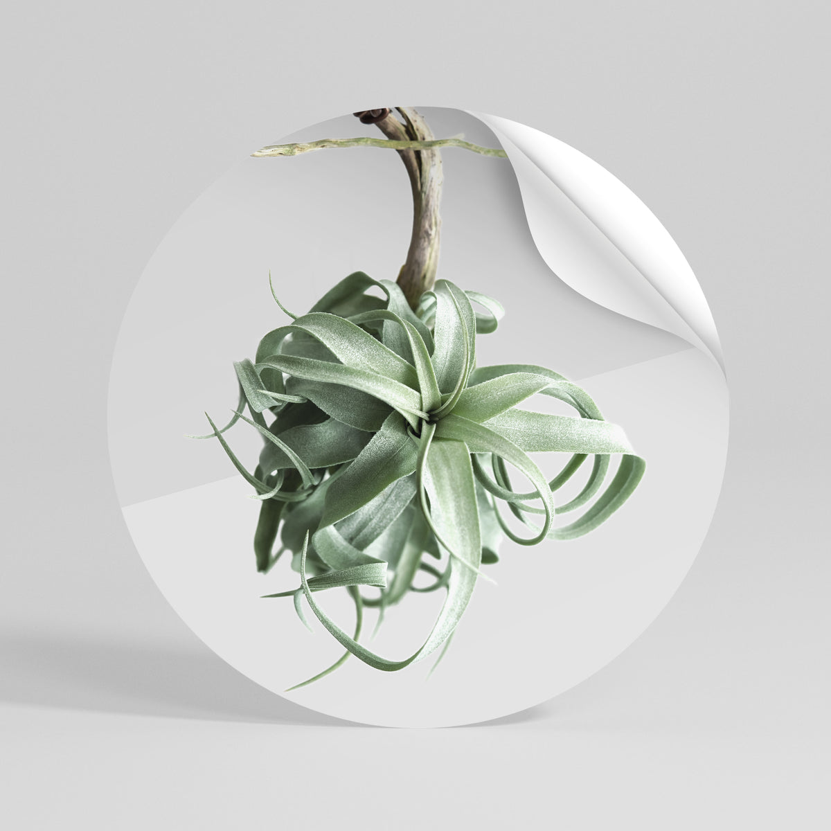 TANGLE OF NATURE Runder Wandsticker zum Abziehen und Aufkleben
