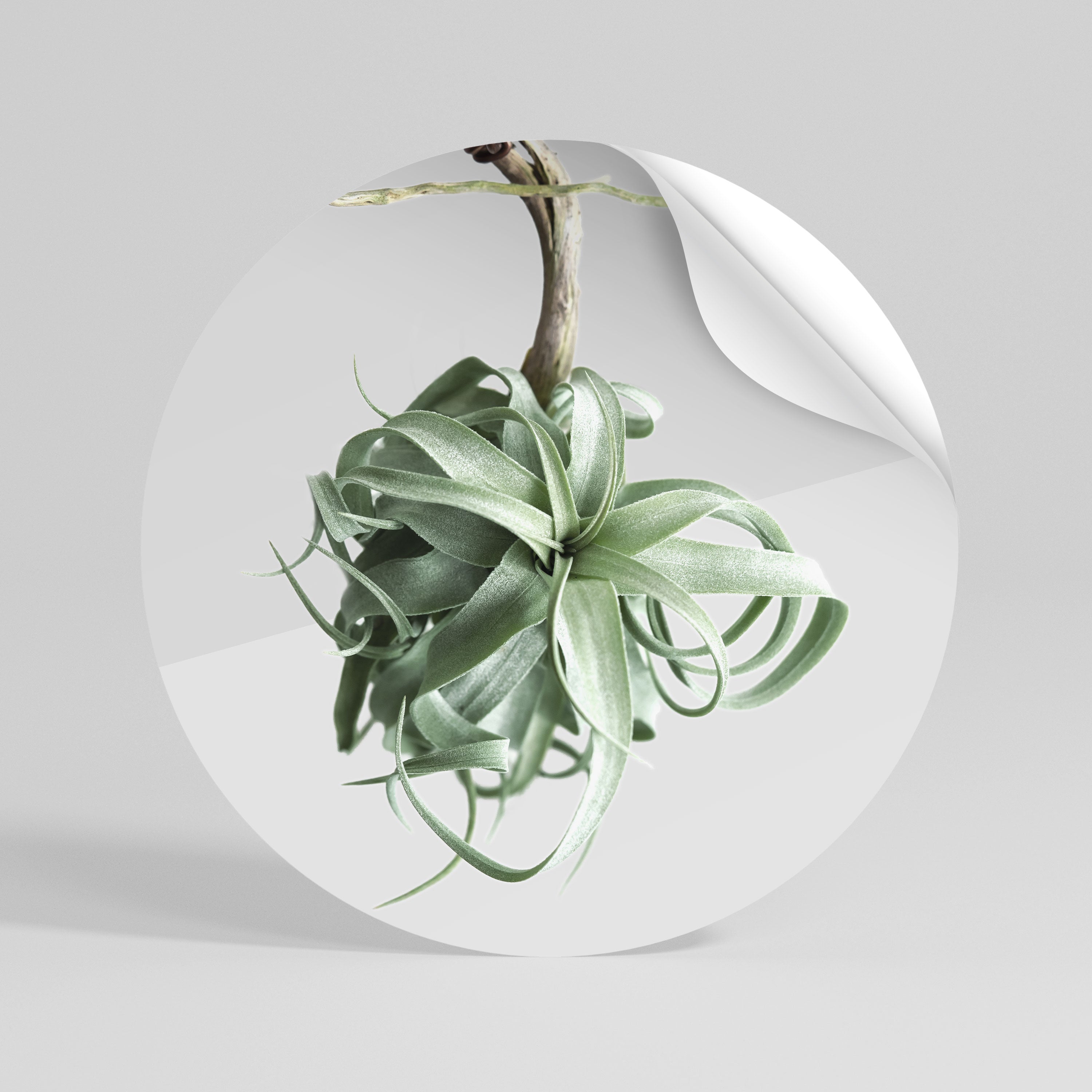 TANGLE OF NATURE Runder Wandsticker zum Abziehen und Aufkleben