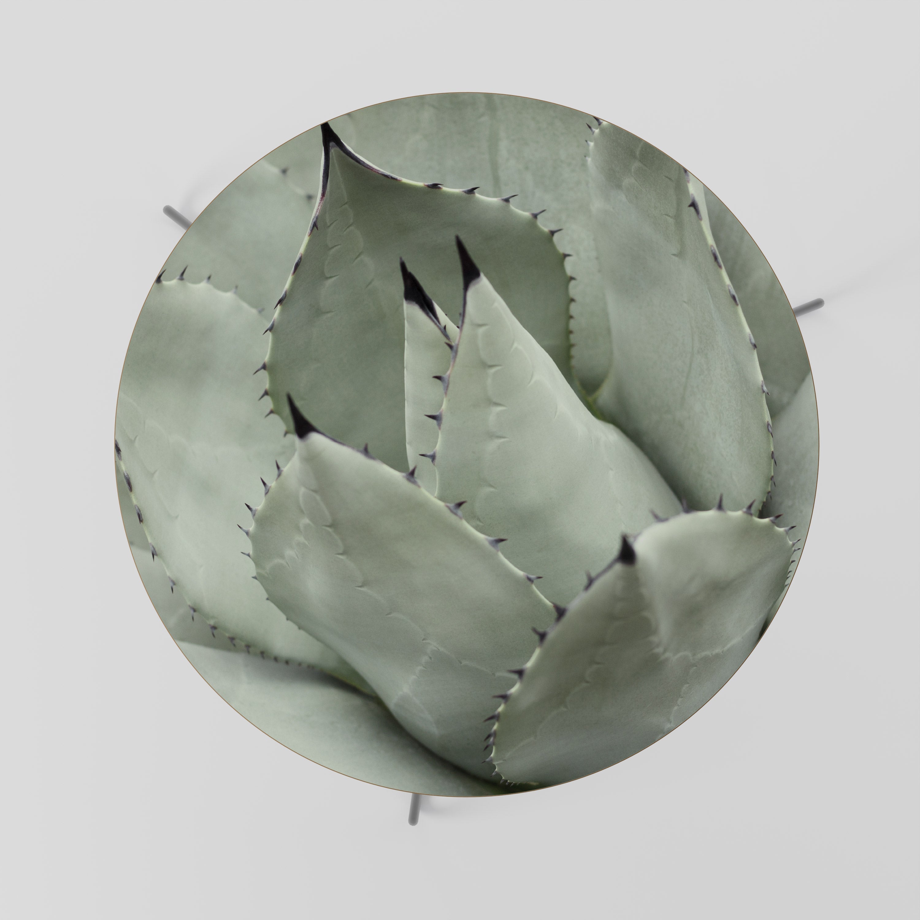 MYSTICAL SUCCULENT DREAM Coffee Table 69
