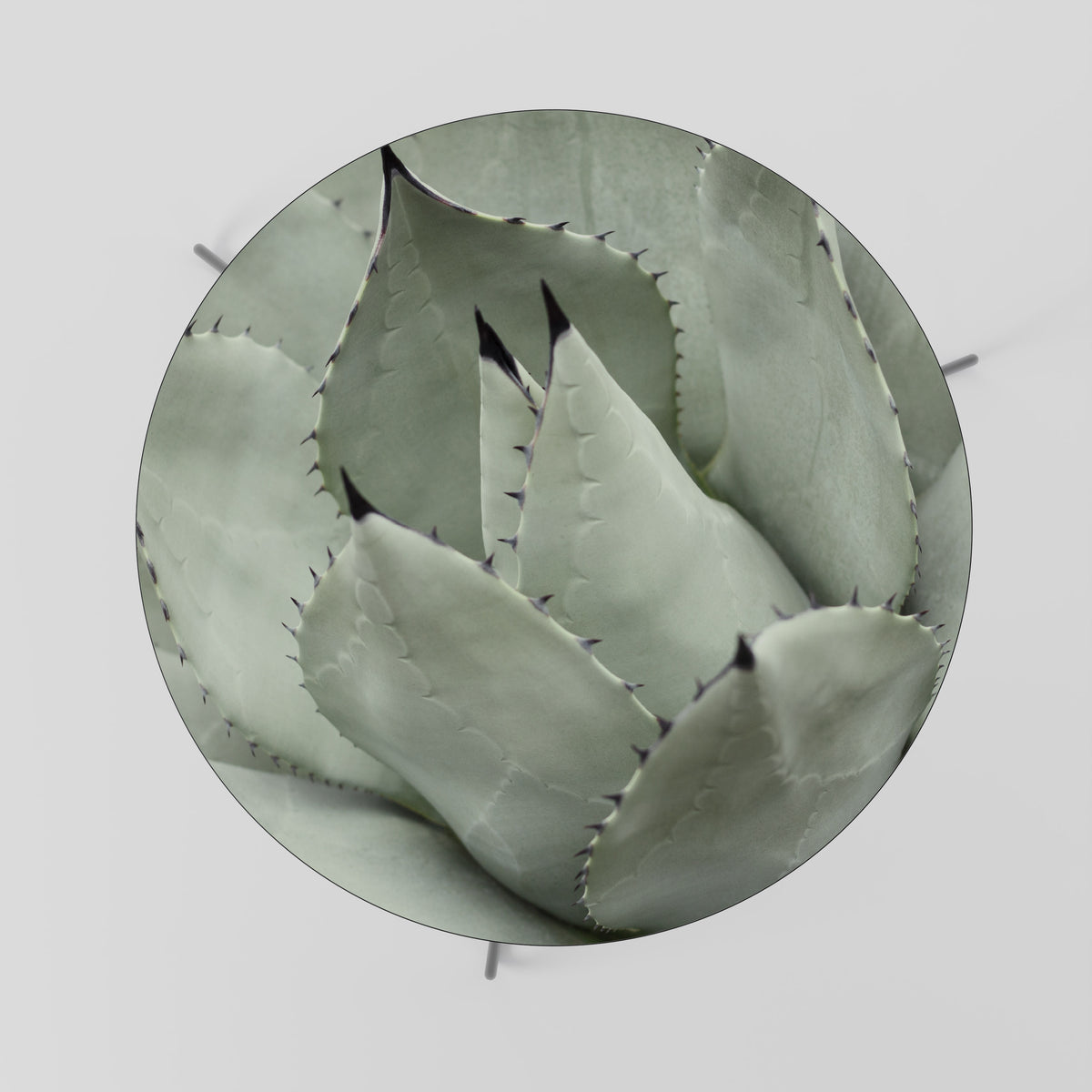 MYSTICAL SUCCULENT DREAM Couchtisch