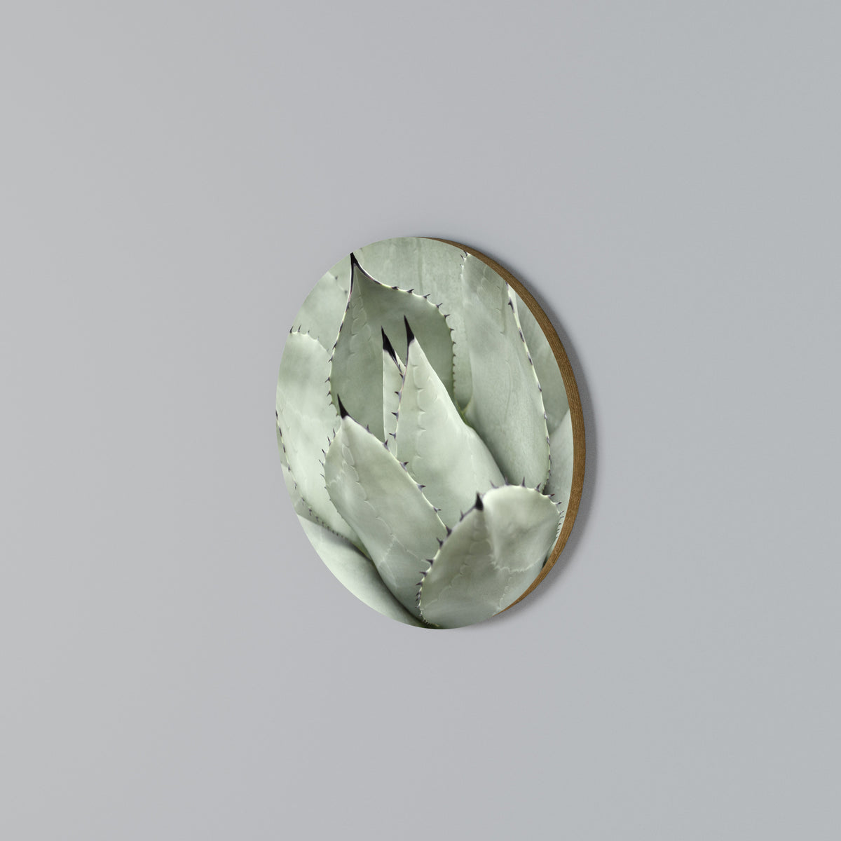 MYSTICAL SUCCULENT DREAM Rundes Wandbild