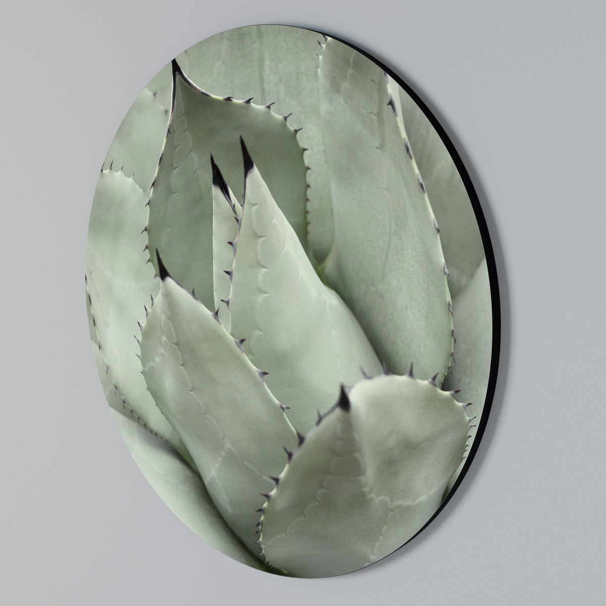 MYSTICAL SUCCULENT DREAM Rundes Wandbild