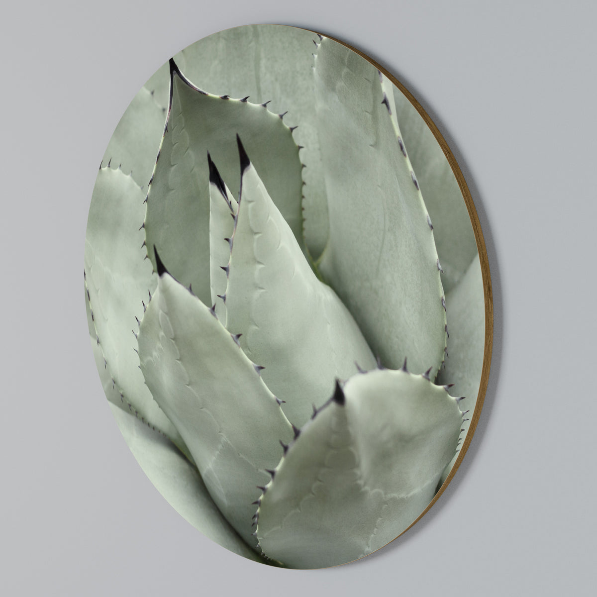 MYSTICAL SUCCULENT DREAM Rundes Wandbild