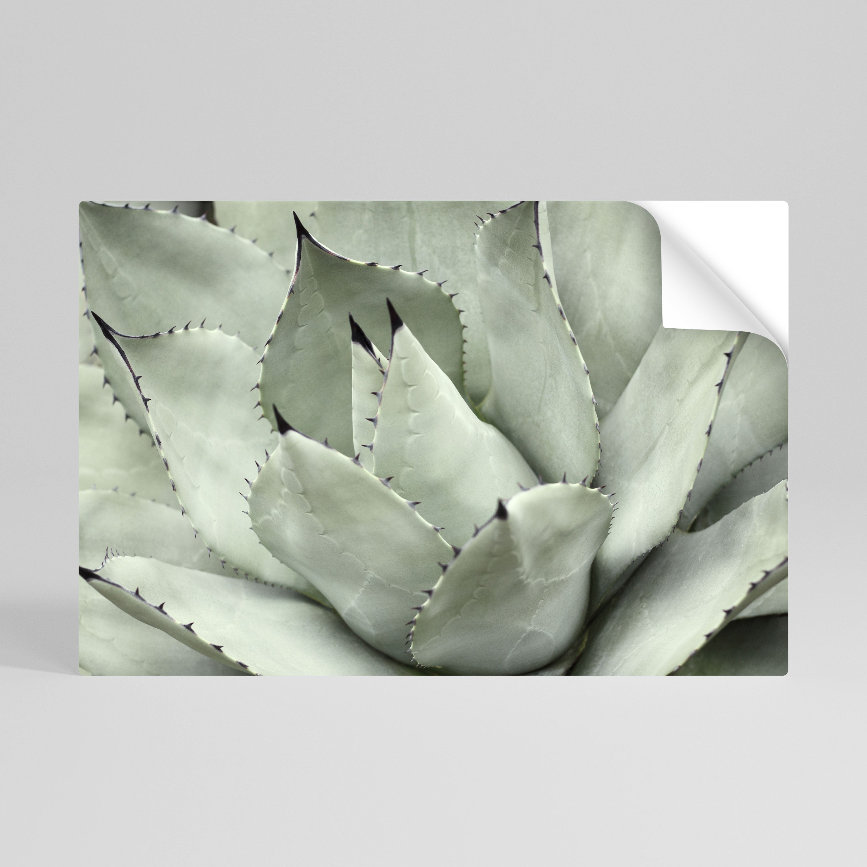 MYSTICAL SUCCULENT DREAM Horizontales Poster zum Abziehen und Aufkleben