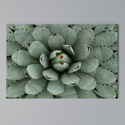 SUCCULENT SYMMETRY Horizontal Canvas Print