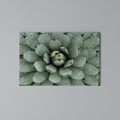 SUCCULENT SYMMETRY Horizontal Canvas Print