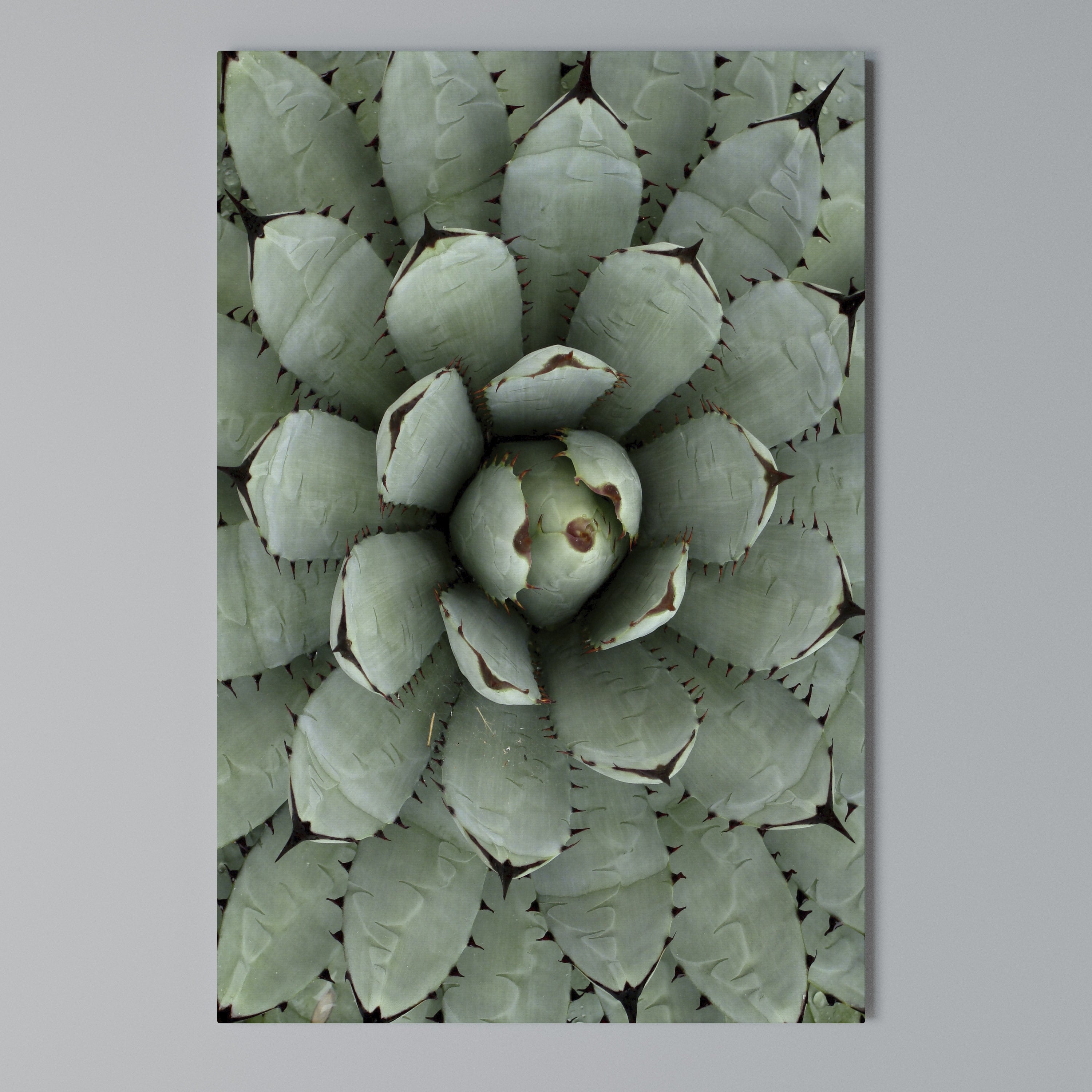 SUCCULENT SYMMETRY Vertical Canvas Print