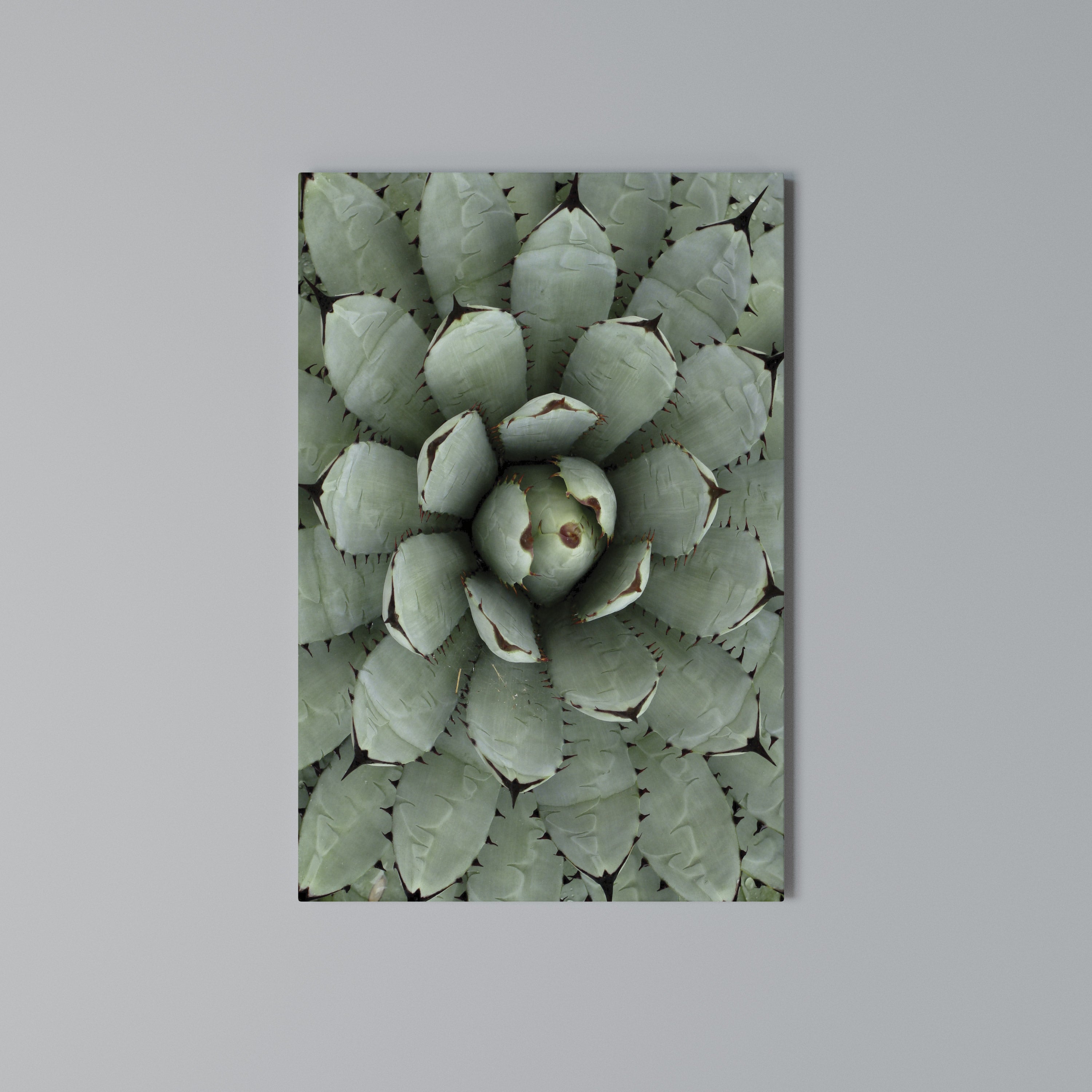 SUCCULENT SYMMETRY Vertical Canvas Print