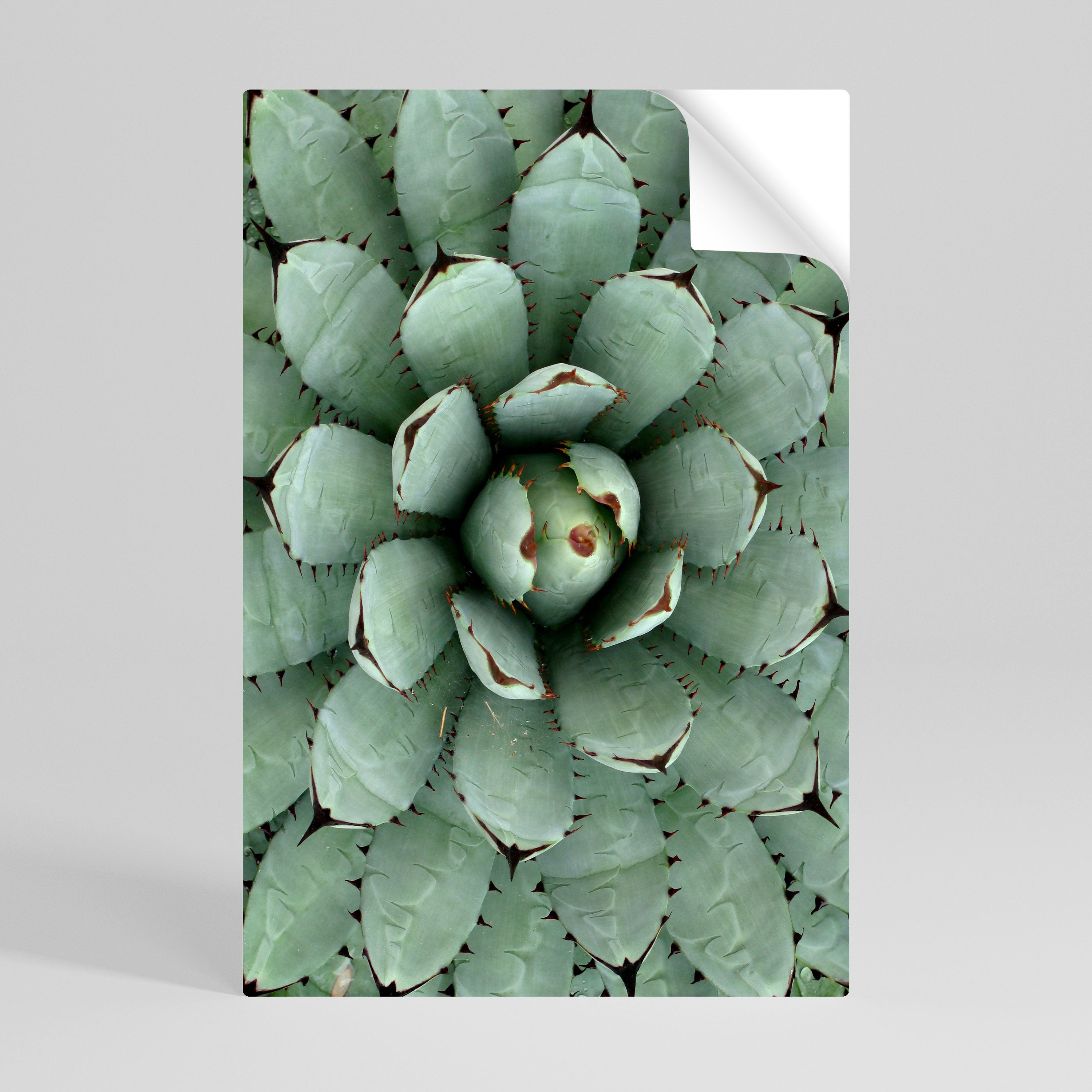 SUCCULENT SYMMETRY Peel and Stick Vertical Poster