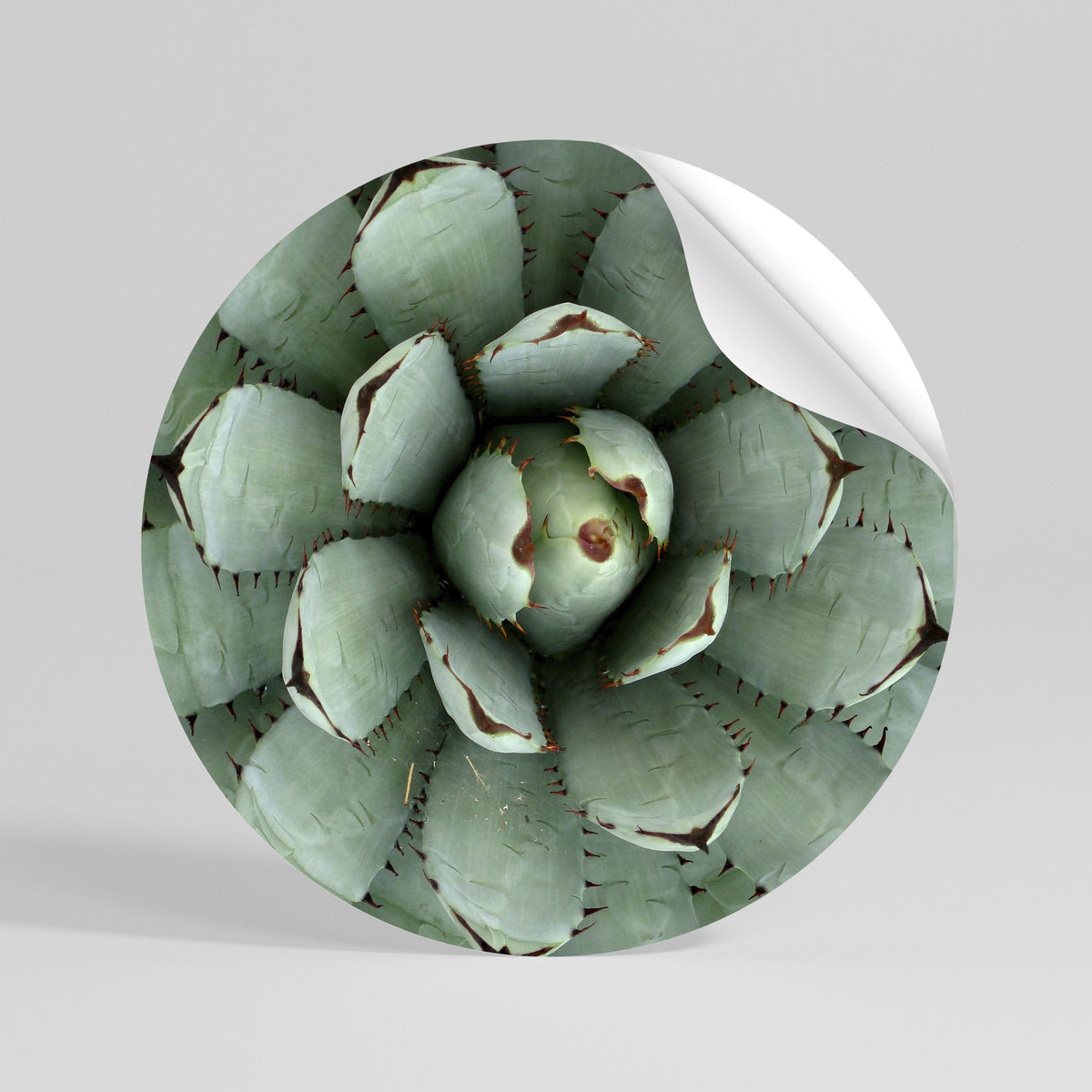SUCCULENT SYMMETRY Runder Wandsticker zum Abziehen und Aufkleben