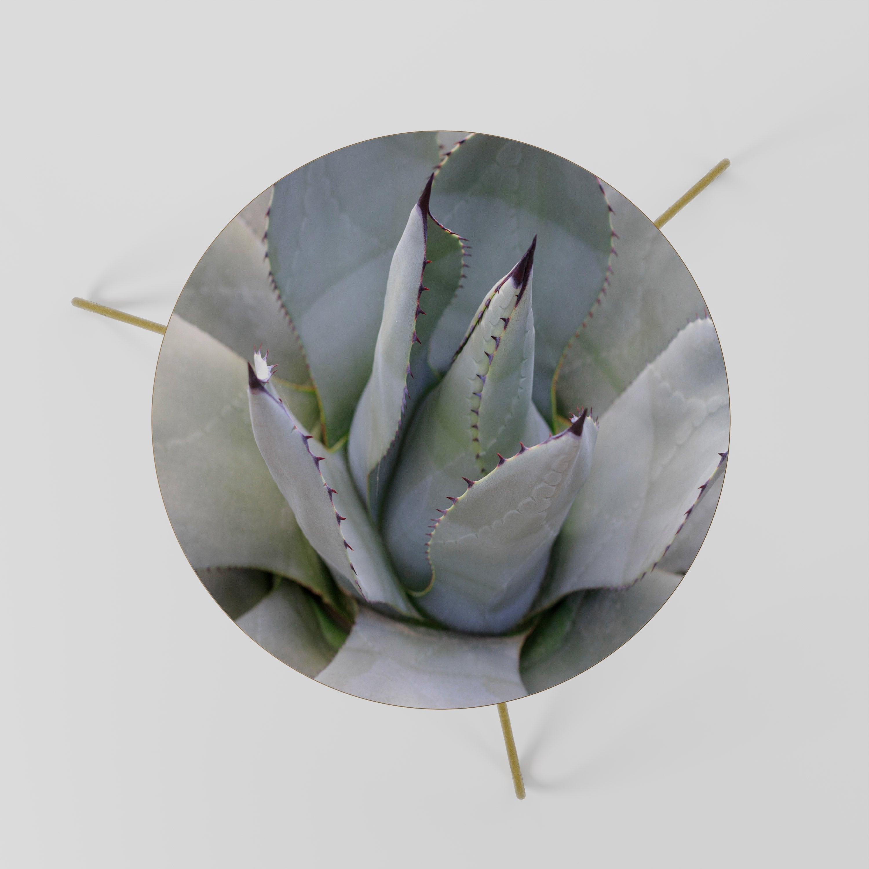 AGAVE ELEGANCE Coffee Table 60