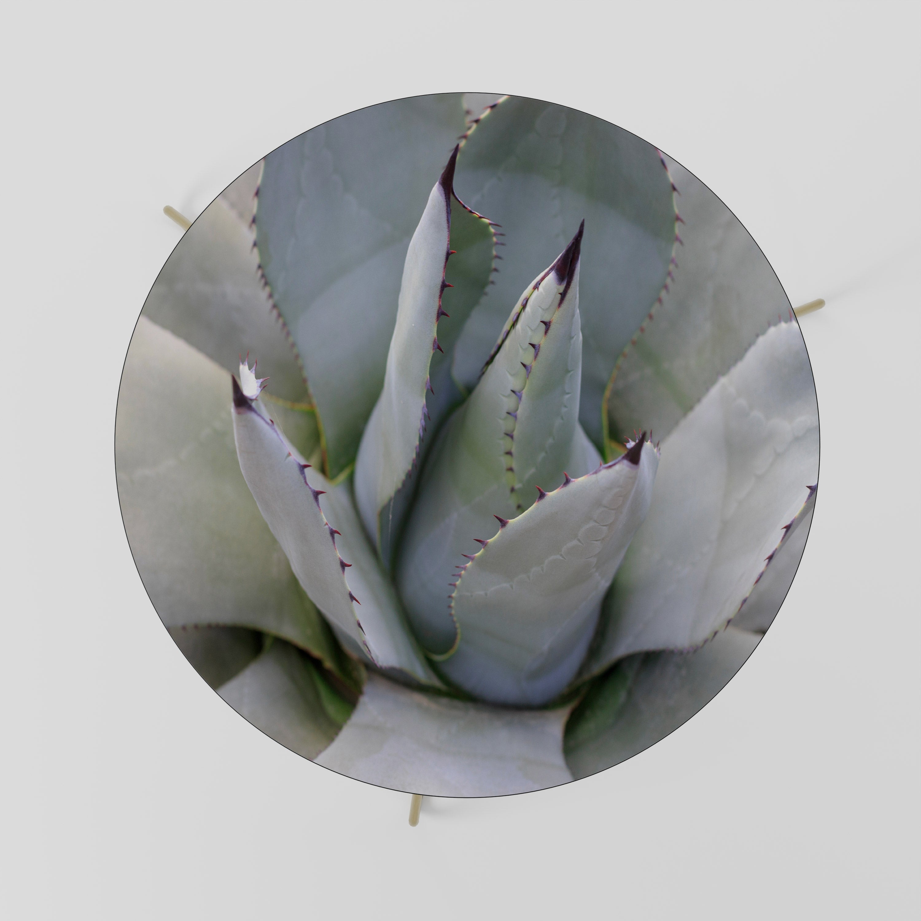 AGAVE ELEGANCE Coffee Table 69