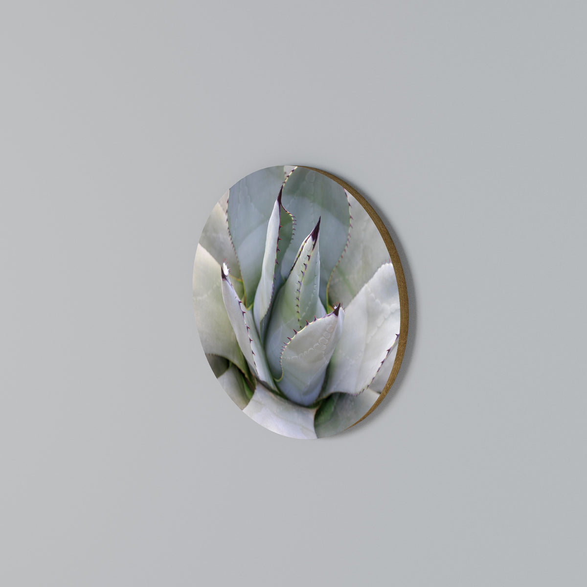 AGAVE ELEGANCE Rundes Wandbild