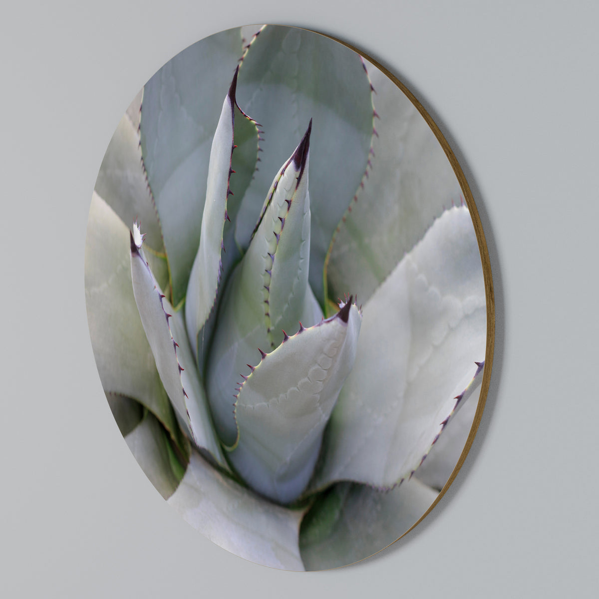 AGAVE ELEGANCE Rundes Wandbild