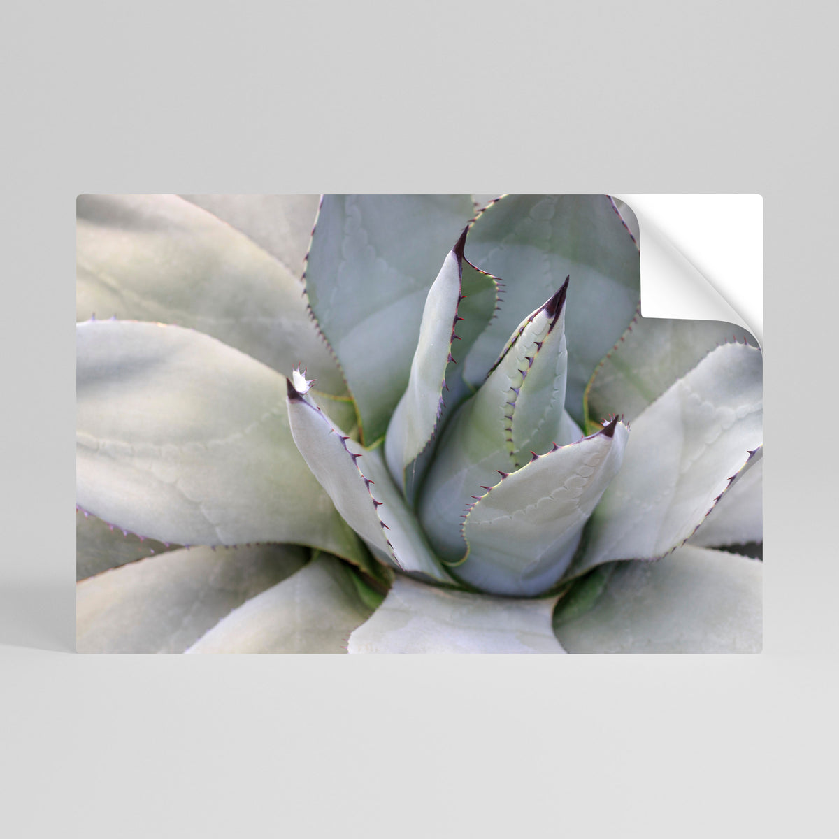 AGAVE ELEGANCE Selbstklebendes Horizontal-Poster