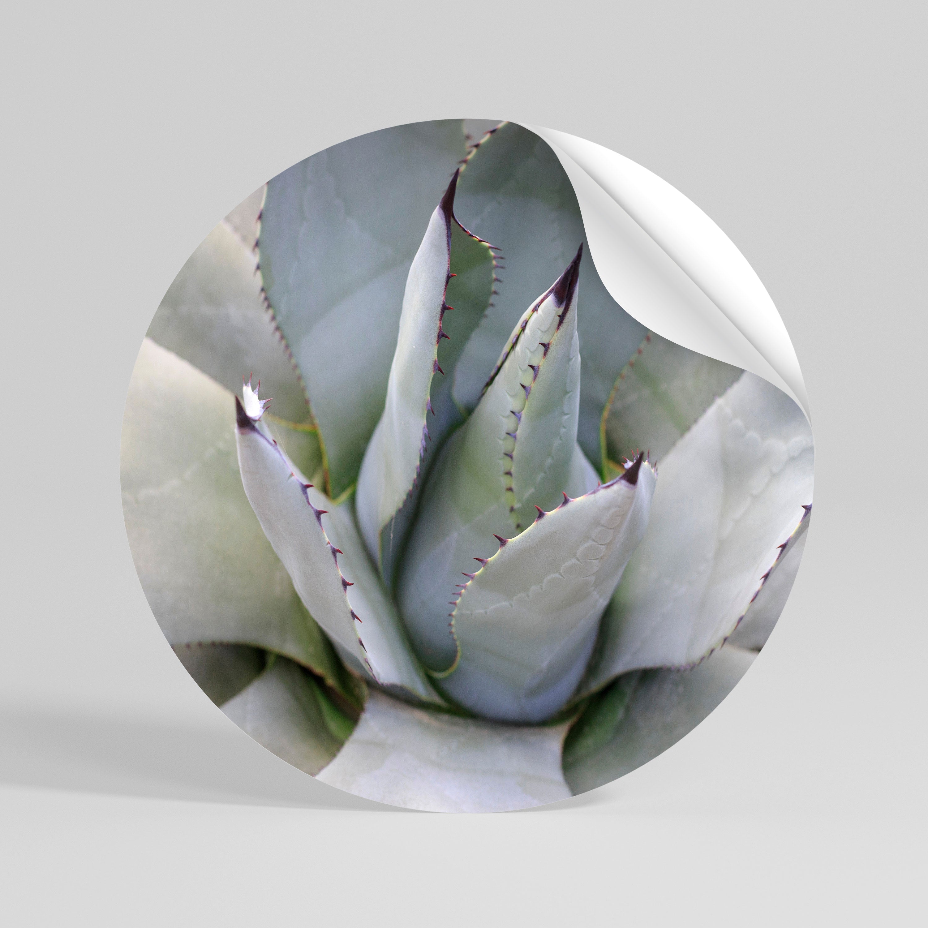 AGAVE ELEGANCE Runder Wandsticker zum Abziehen und Aufkleben