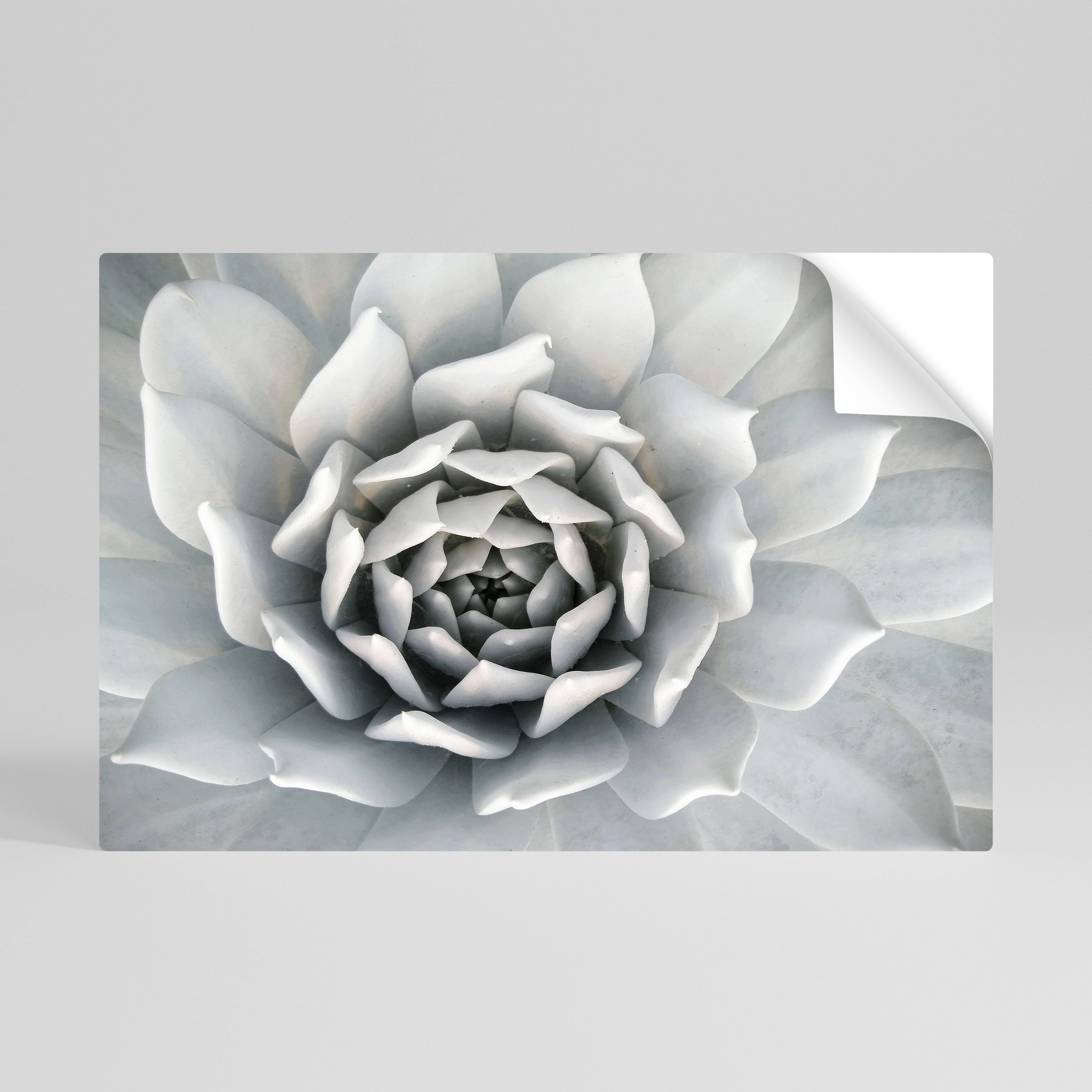 Elegantes Blütenblattwirbel-Poster zum Abziehen und Aufkleben, horizontal