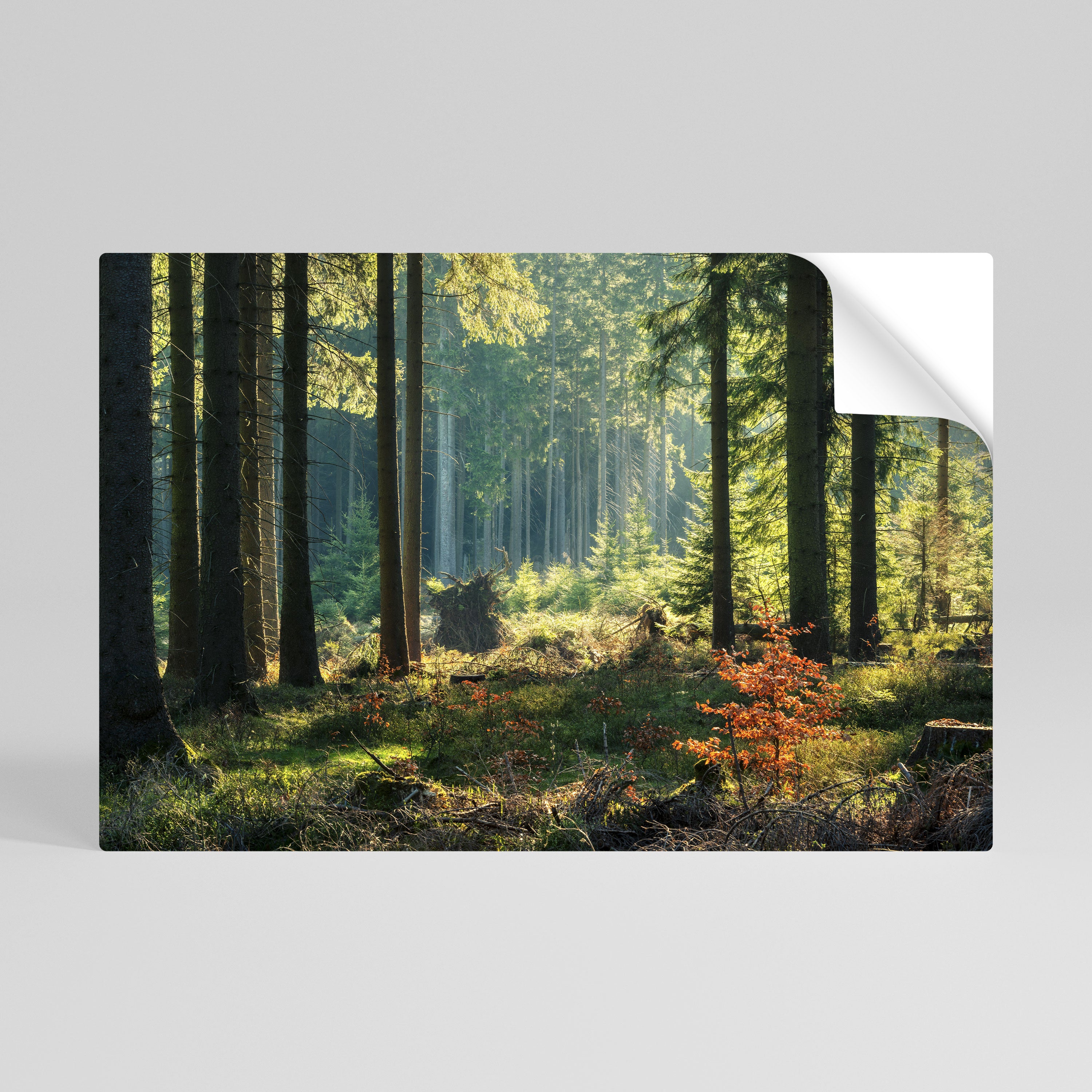 SUNLIT FOREST SERENADE Selbstklebendes Horizontal-Poster