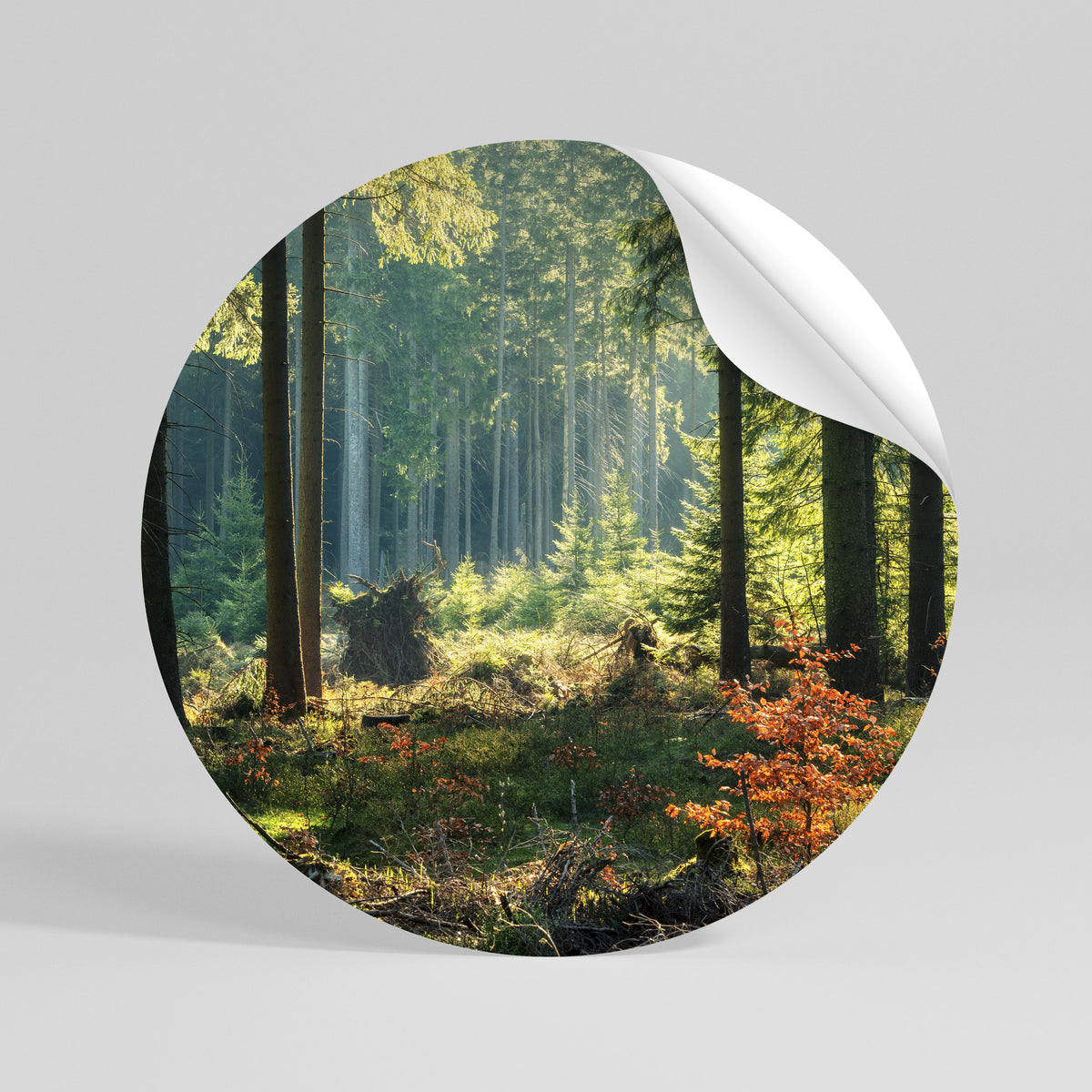 SUNLIT FOREST SERENADE Runder Wandsticker zum Abziehen und Aufkleben