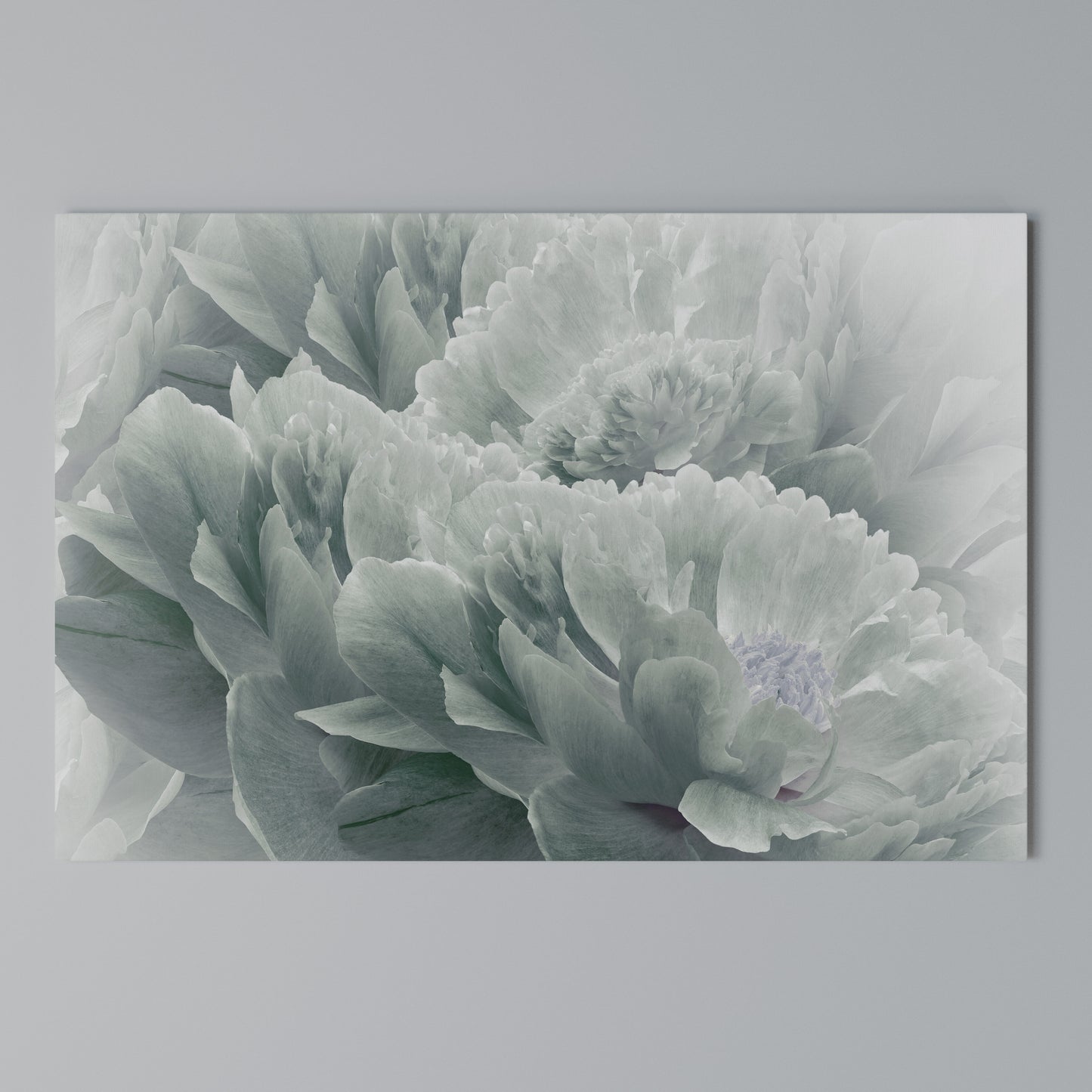TREE PEONIES Horizontal Canvas Print