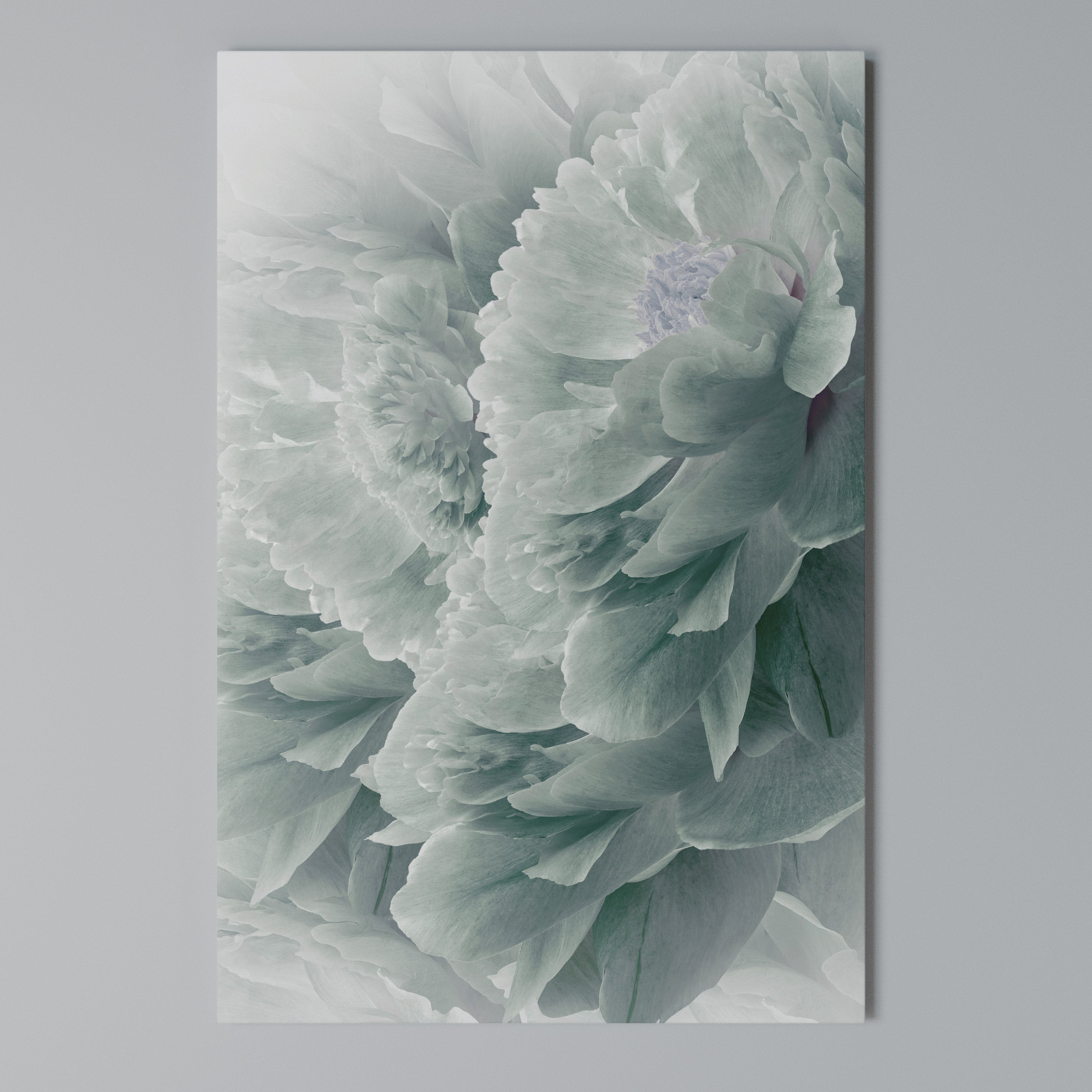 TREE PEONIES Vertical Canvas Print