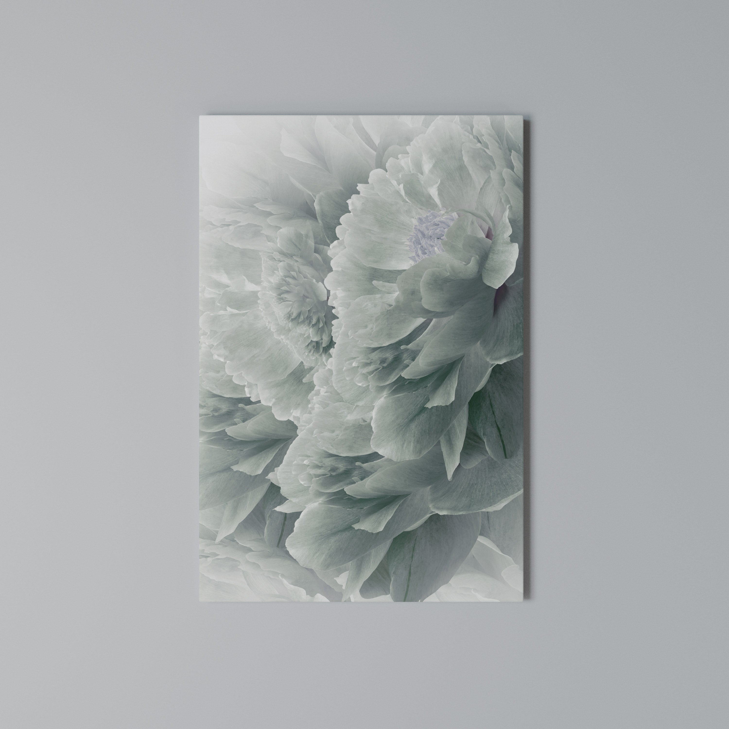 TREE PEONIES Vertical Canvas Print