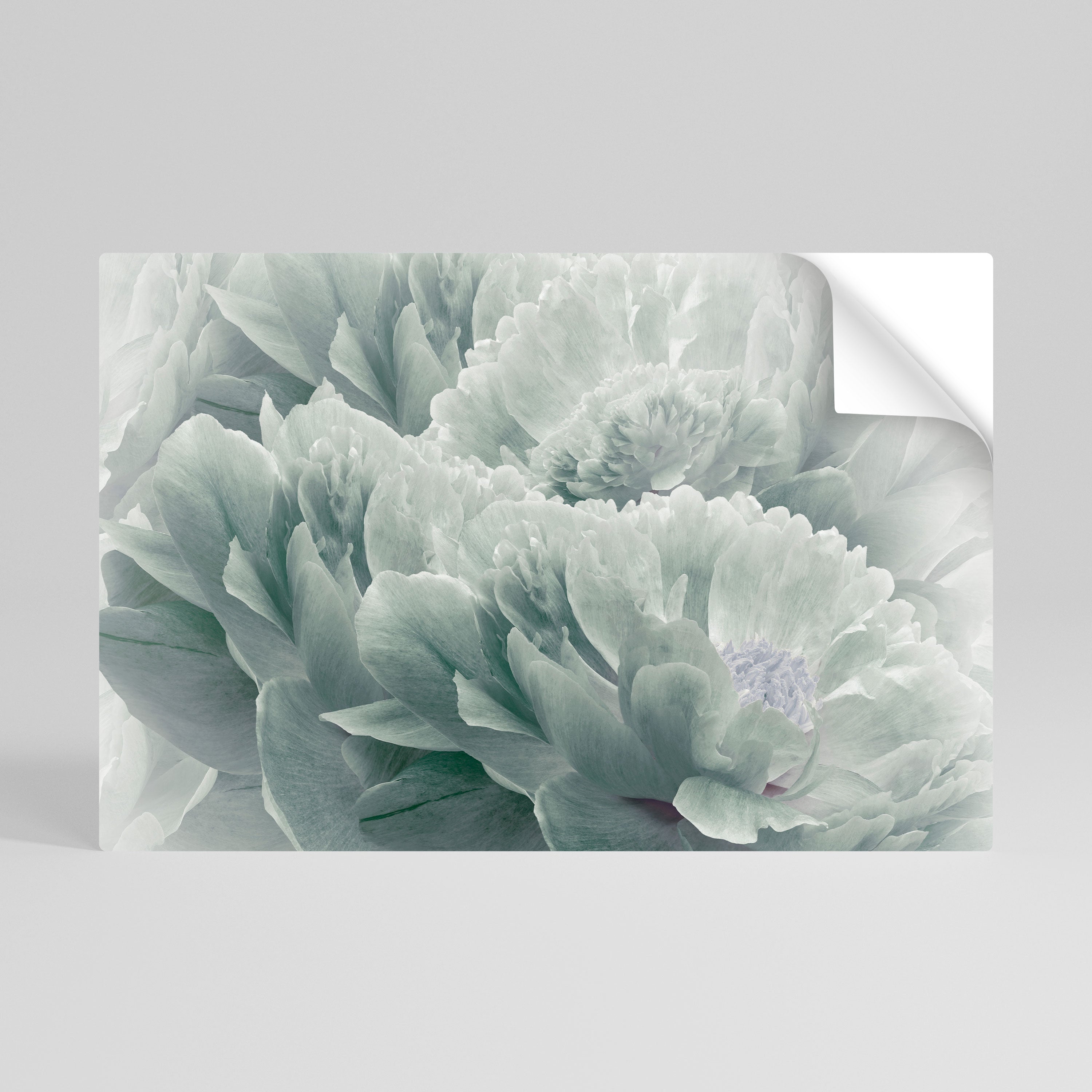 TREE PEONIES Selbstklebendes Horizontal-Poster